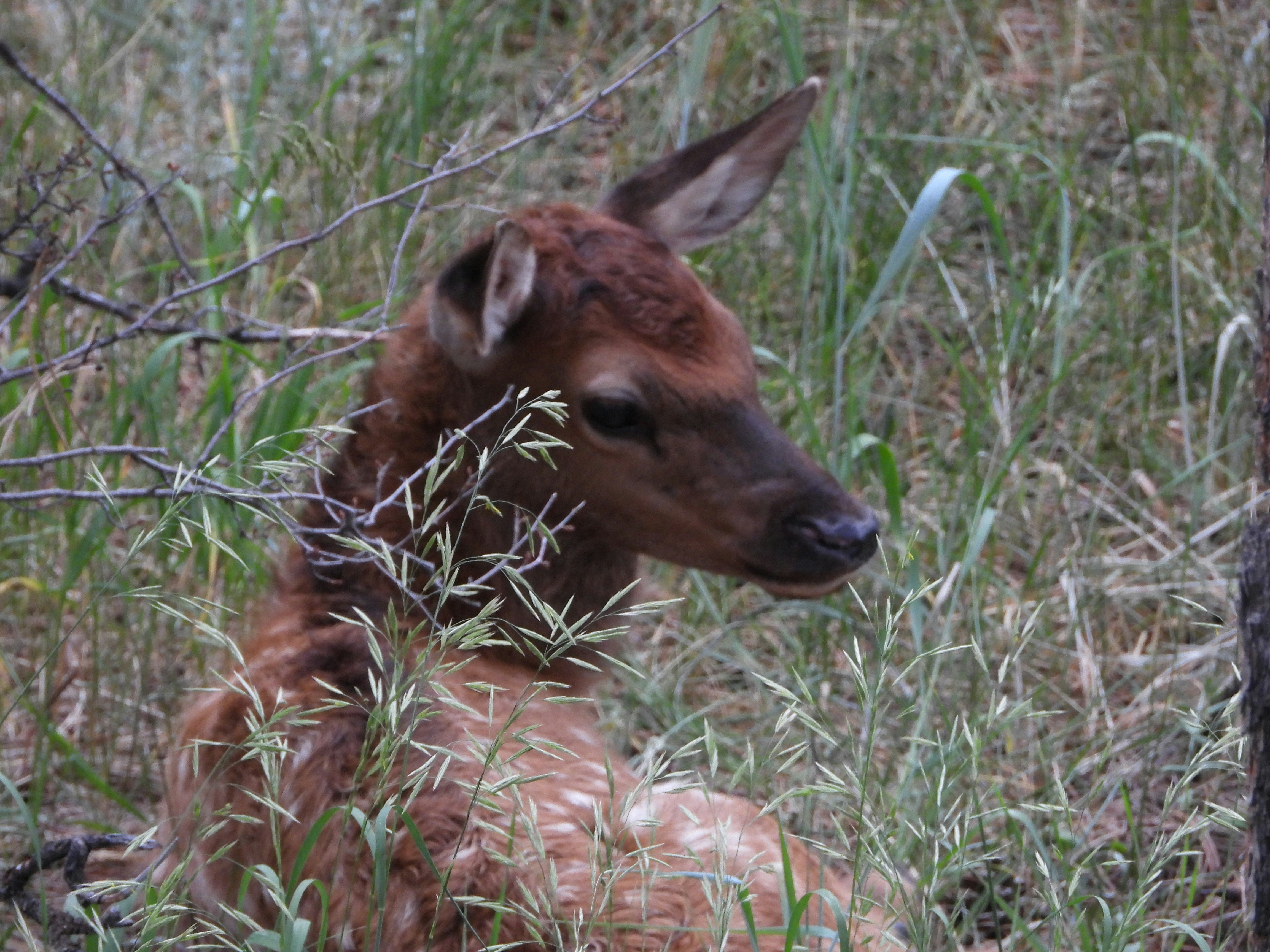 Un ciervo bebé está sentado en la hierba alta foto – Imagen de Animal  gratuita en Unsplash, image size:3000x2250