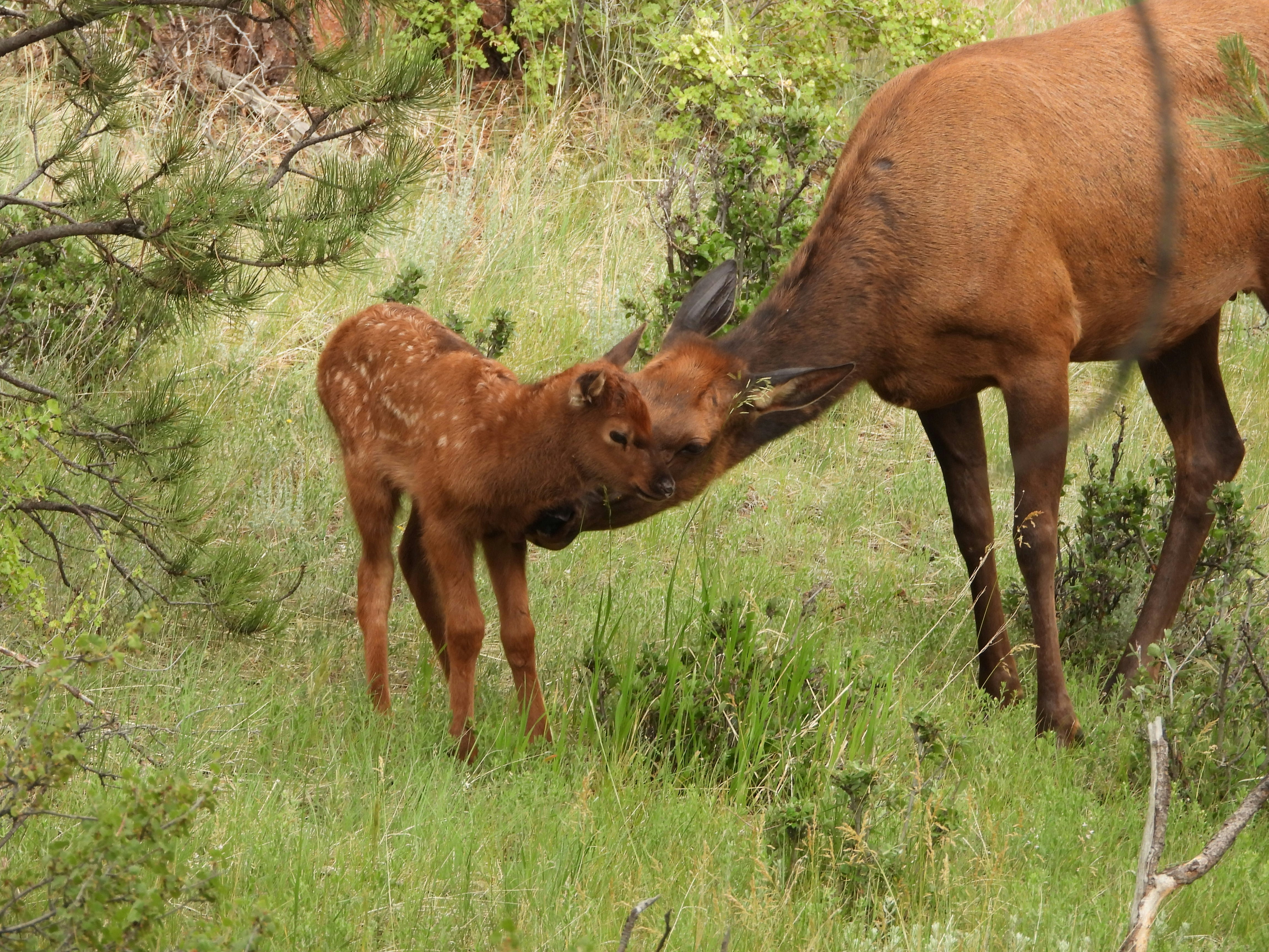 A mother elk and her baby grazing in a field photo – Free Animal Image on  Unsplash, image size:3000x2250