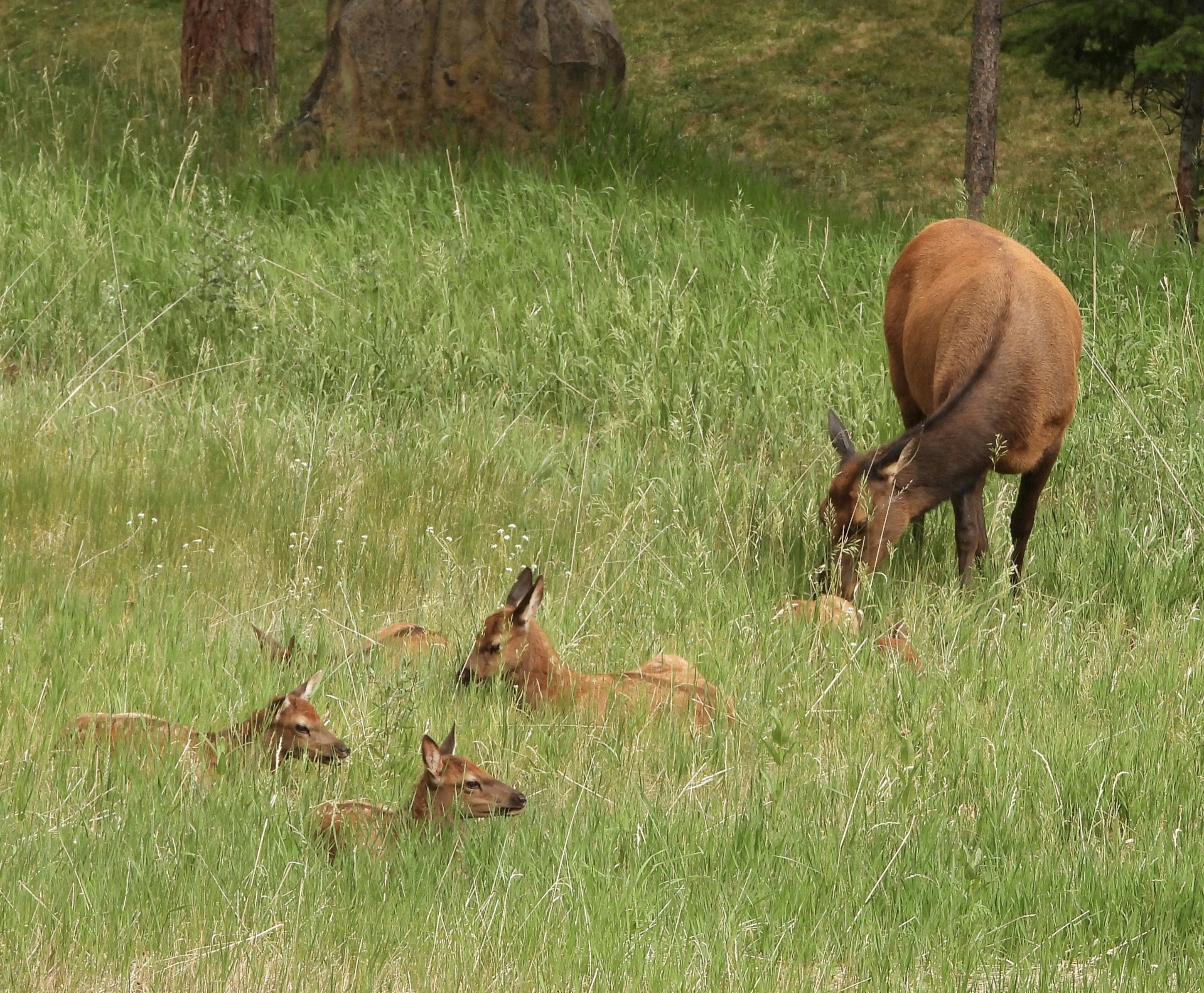 Photo by evergreene24