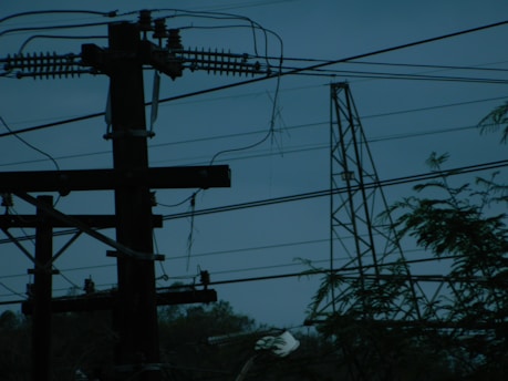 A bird sitting on top of a power pole