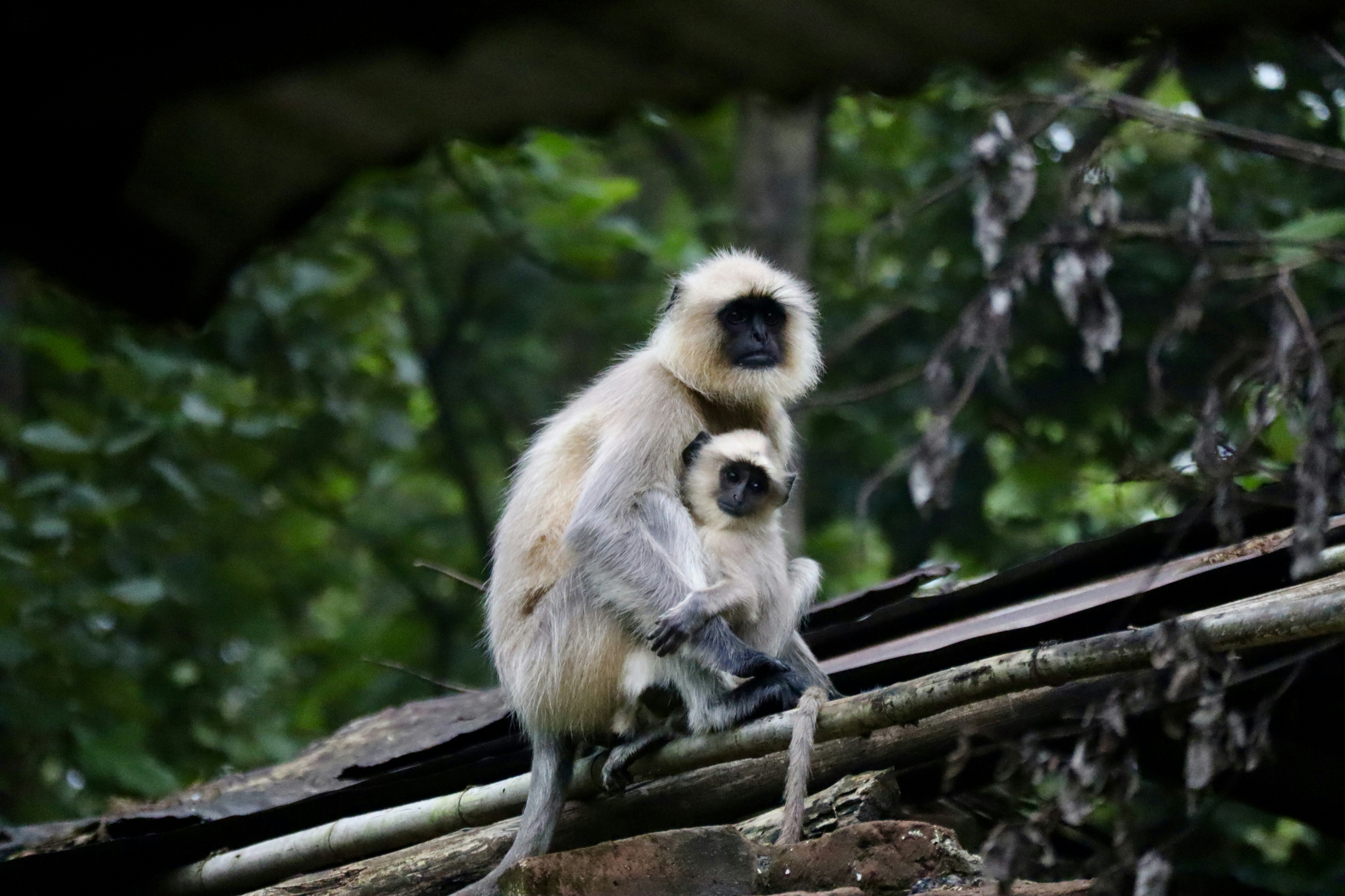 Photo by vineet_pathak