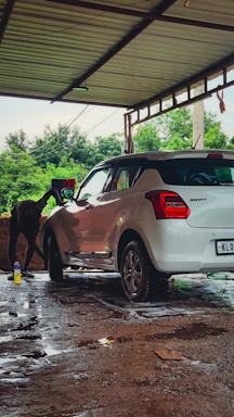 A white car parked in a parking lot next to a cow