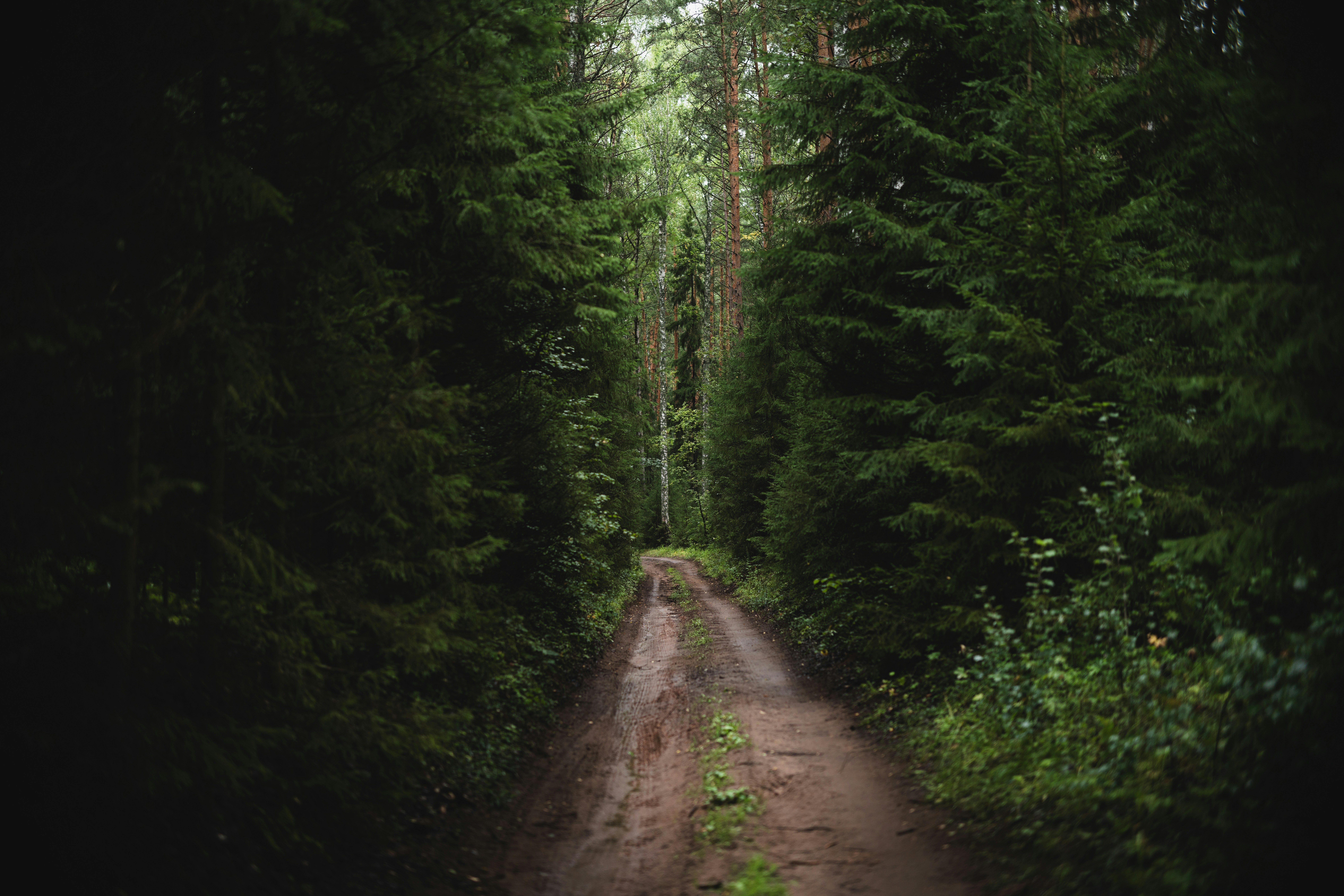 A dirt road in the middle of a forest