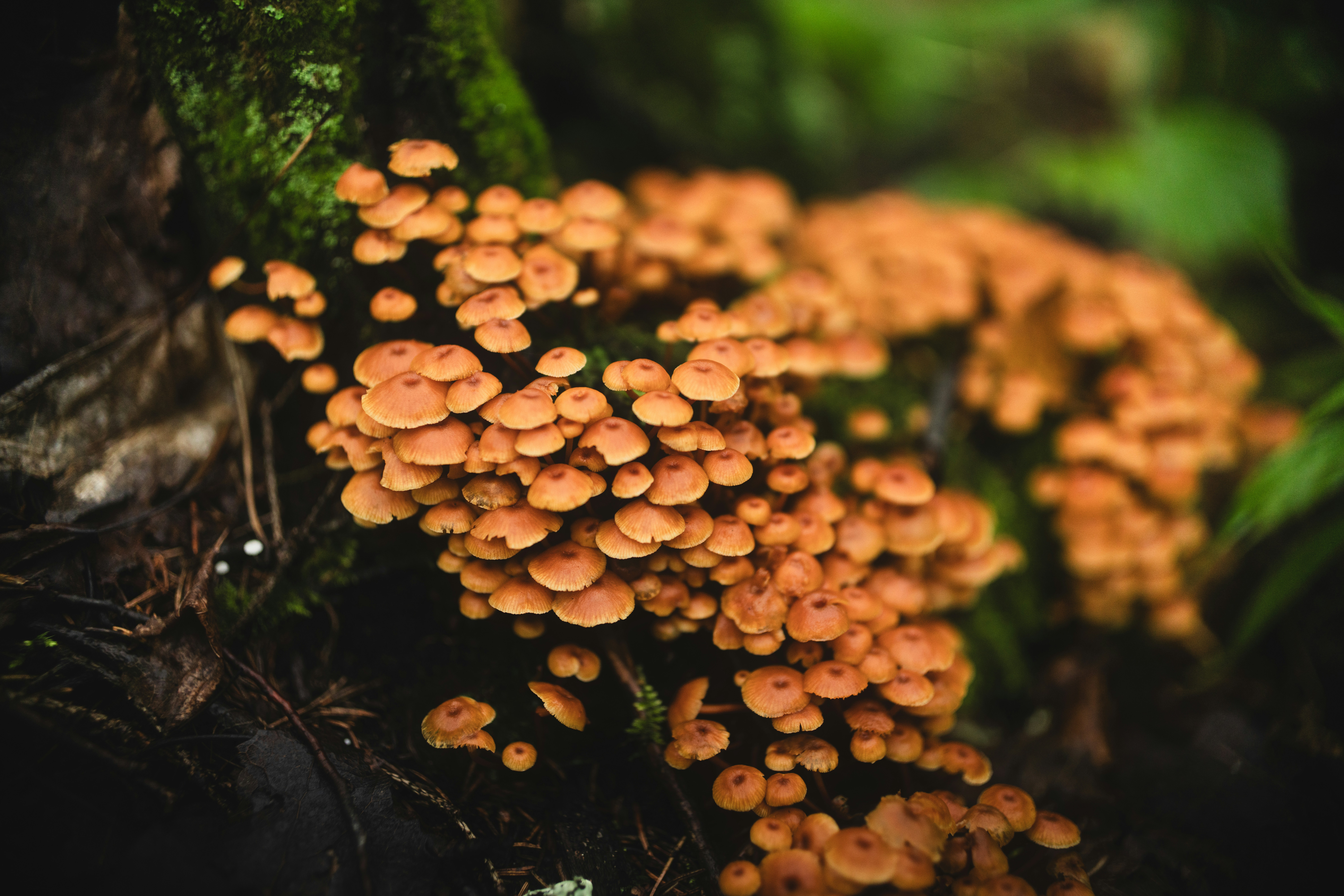 A group of mushrooms growing on a tree