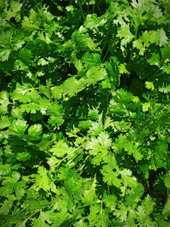 A bunch of green leaves that are in the grass