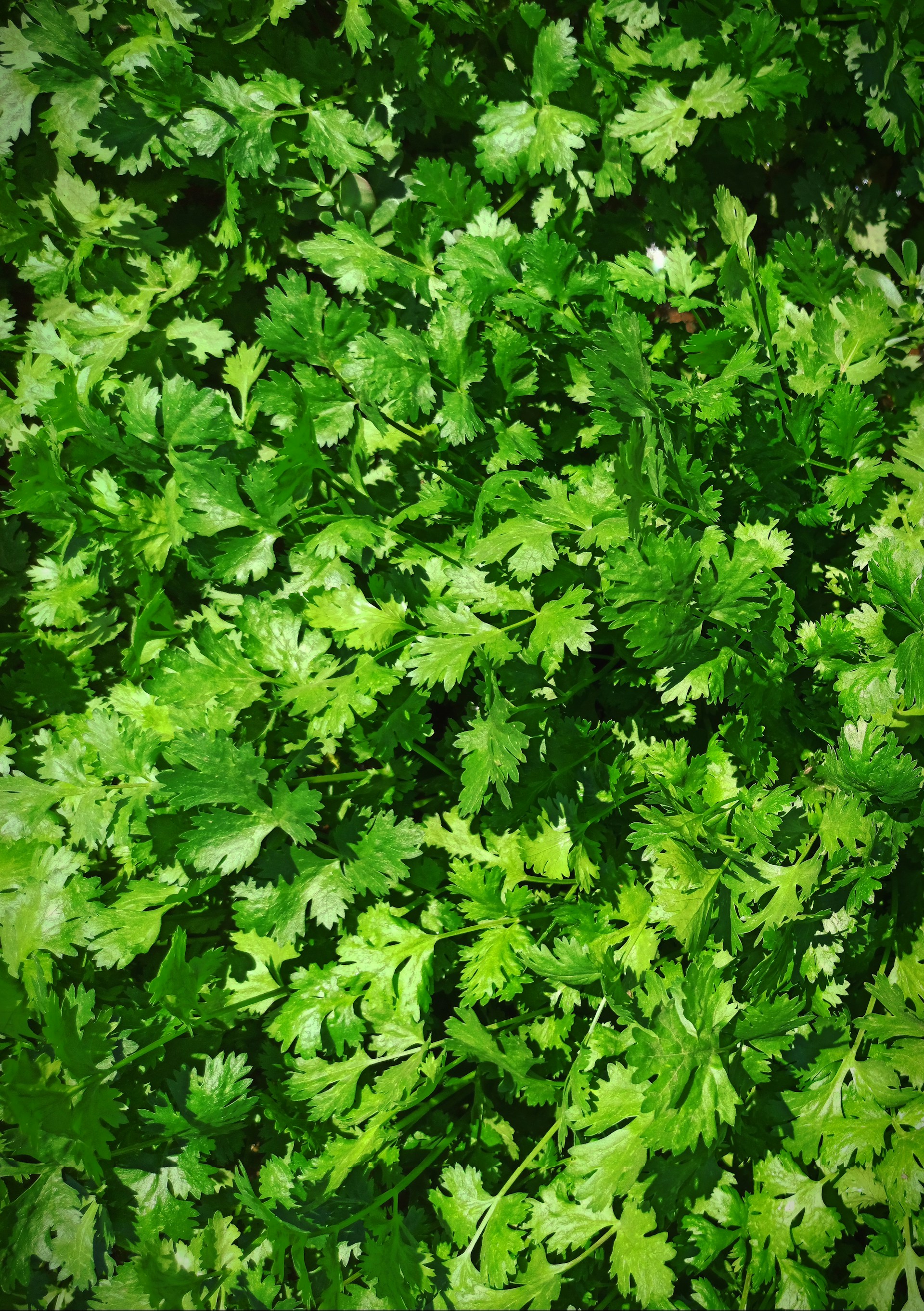 A close up of a bunch of green leaves