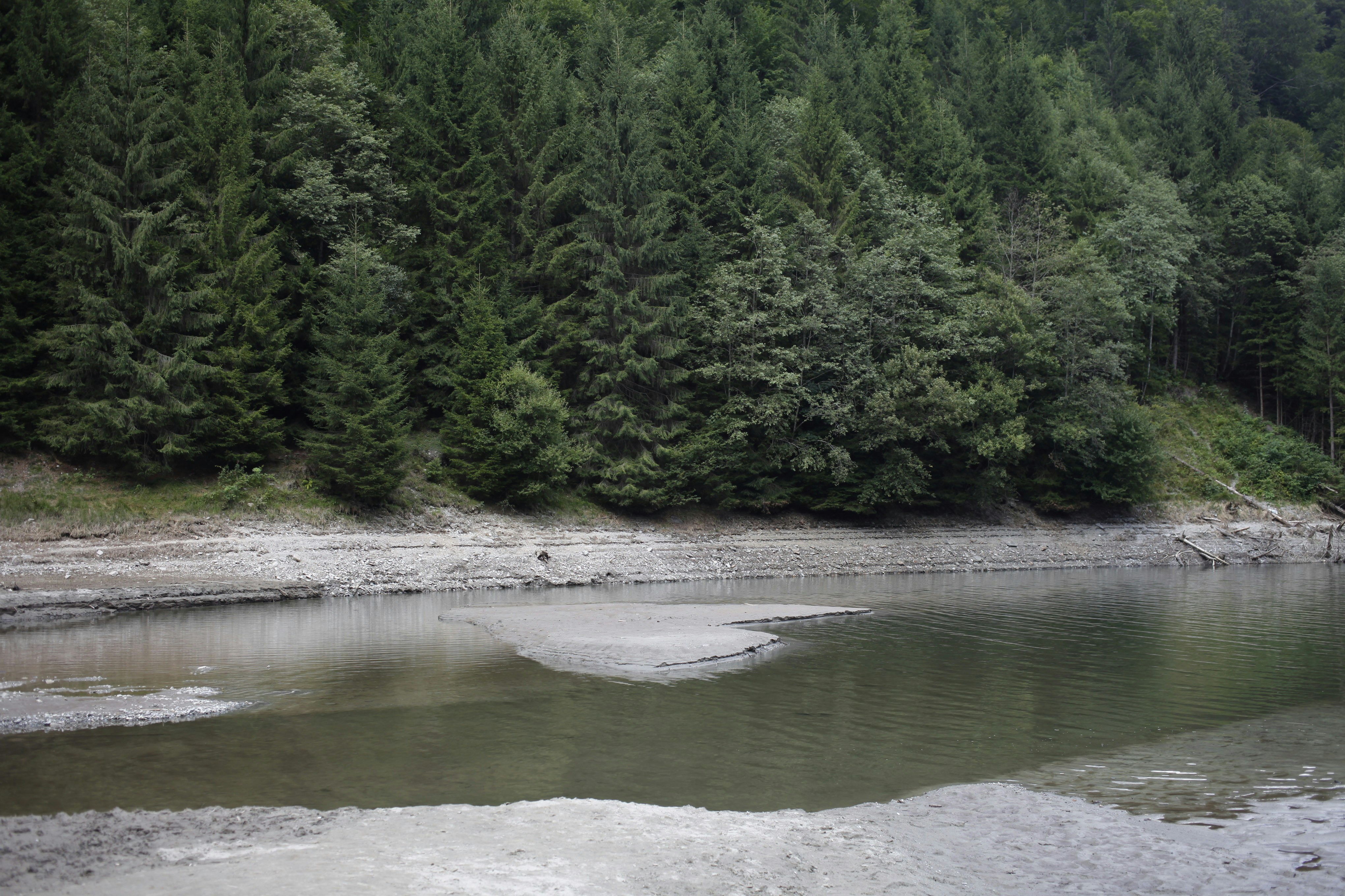 A body of water surrounded by a forest