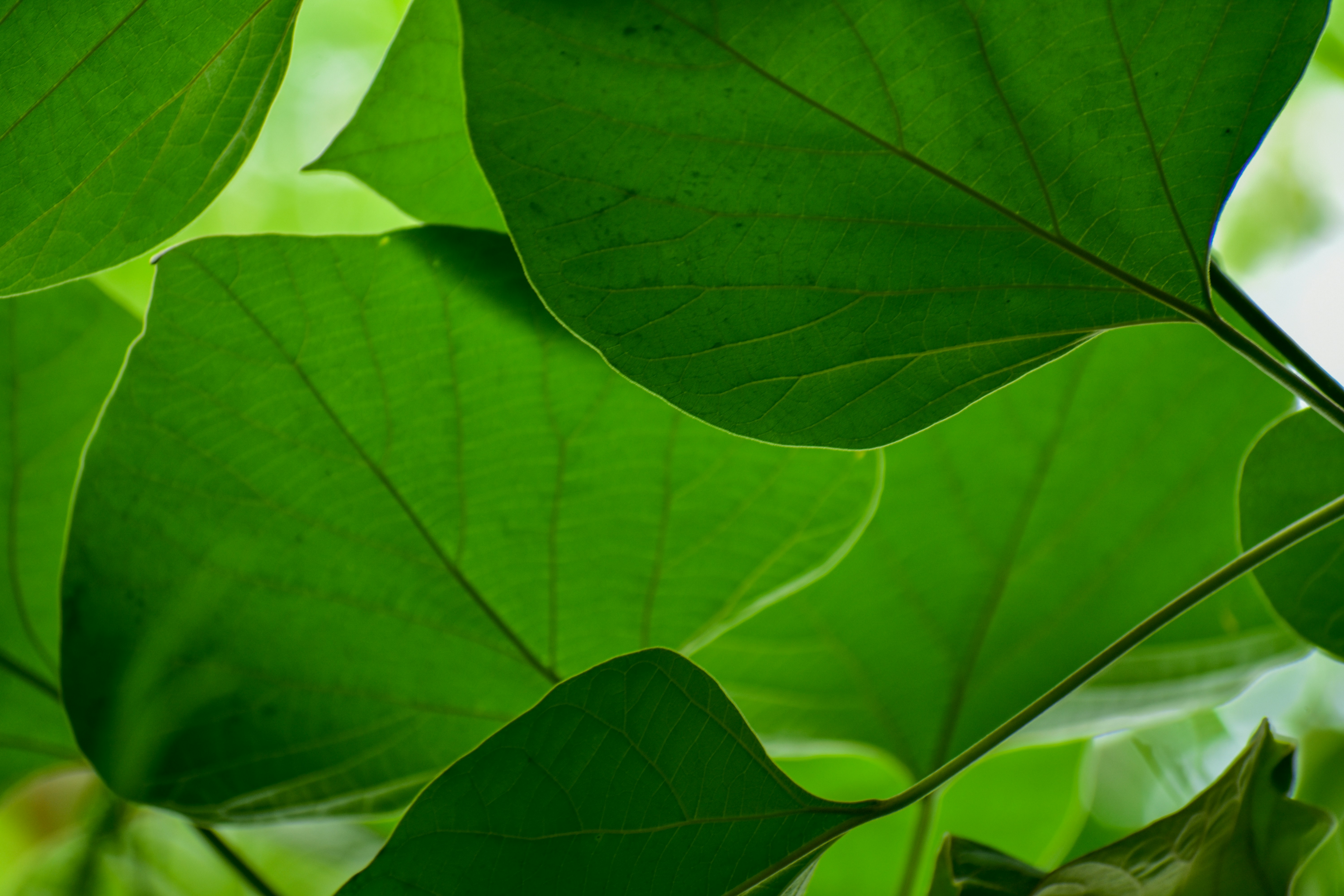 Photo by neelakshi_singh_