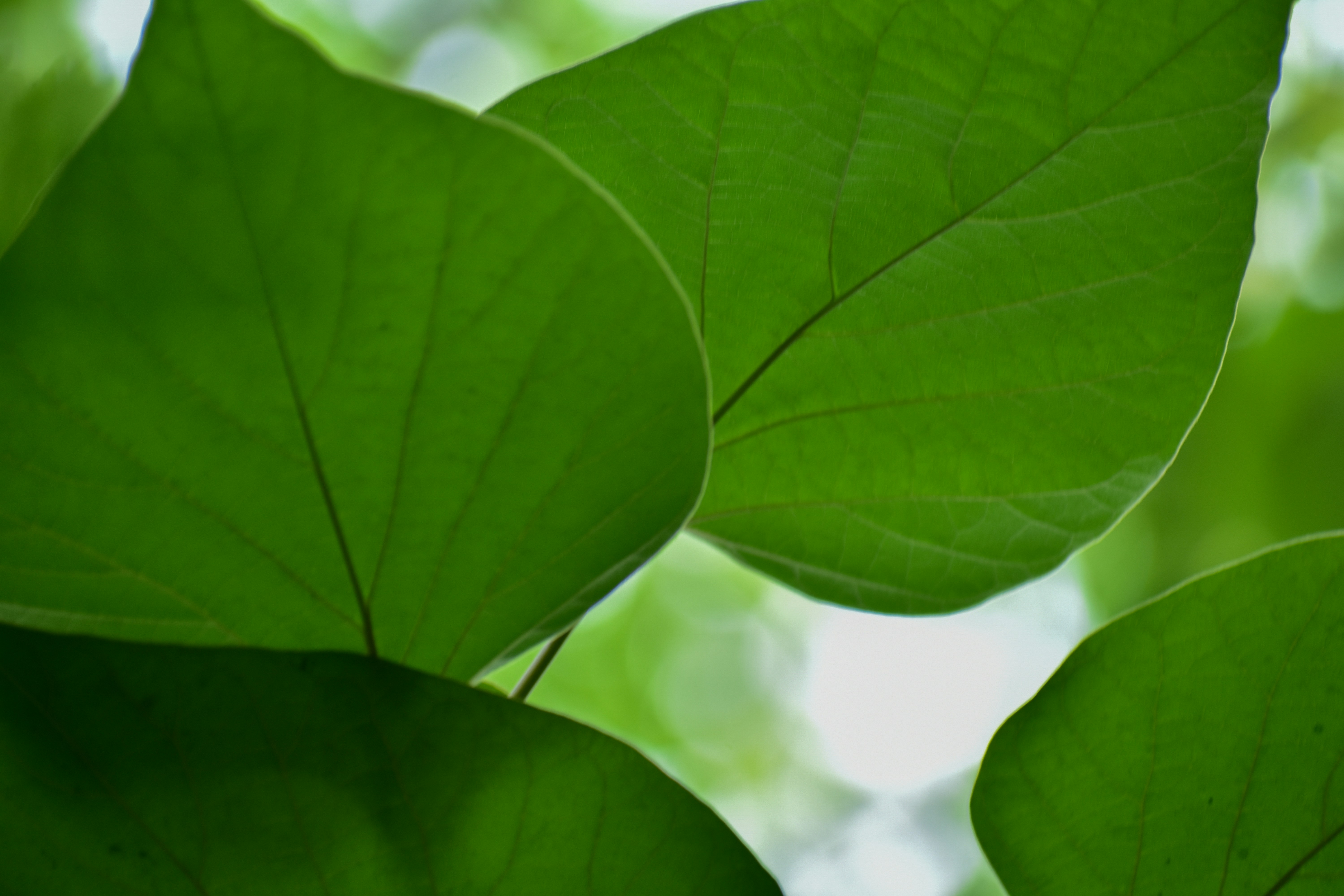 Photo by neelakshi_singh_