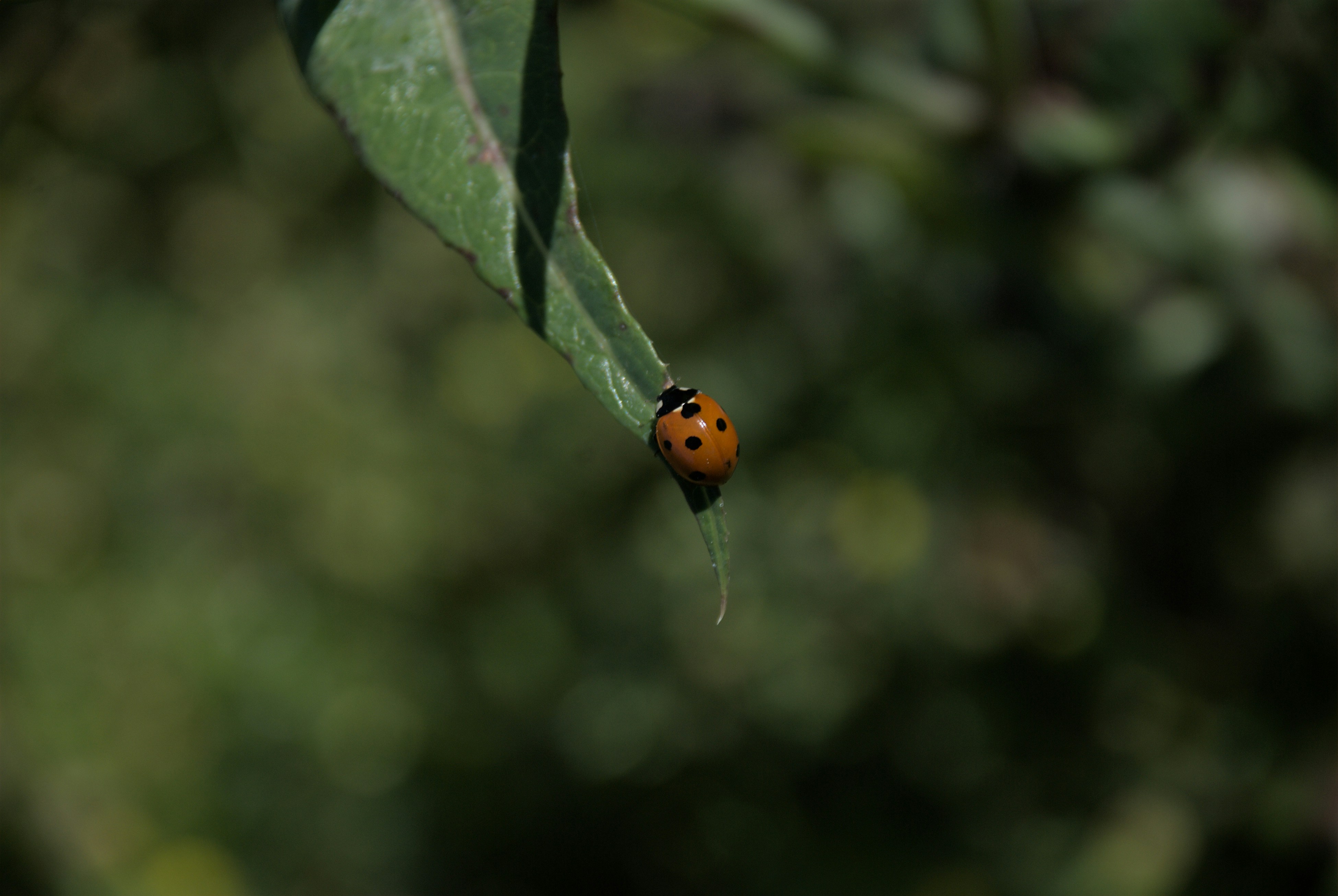 Photo by caydence_01