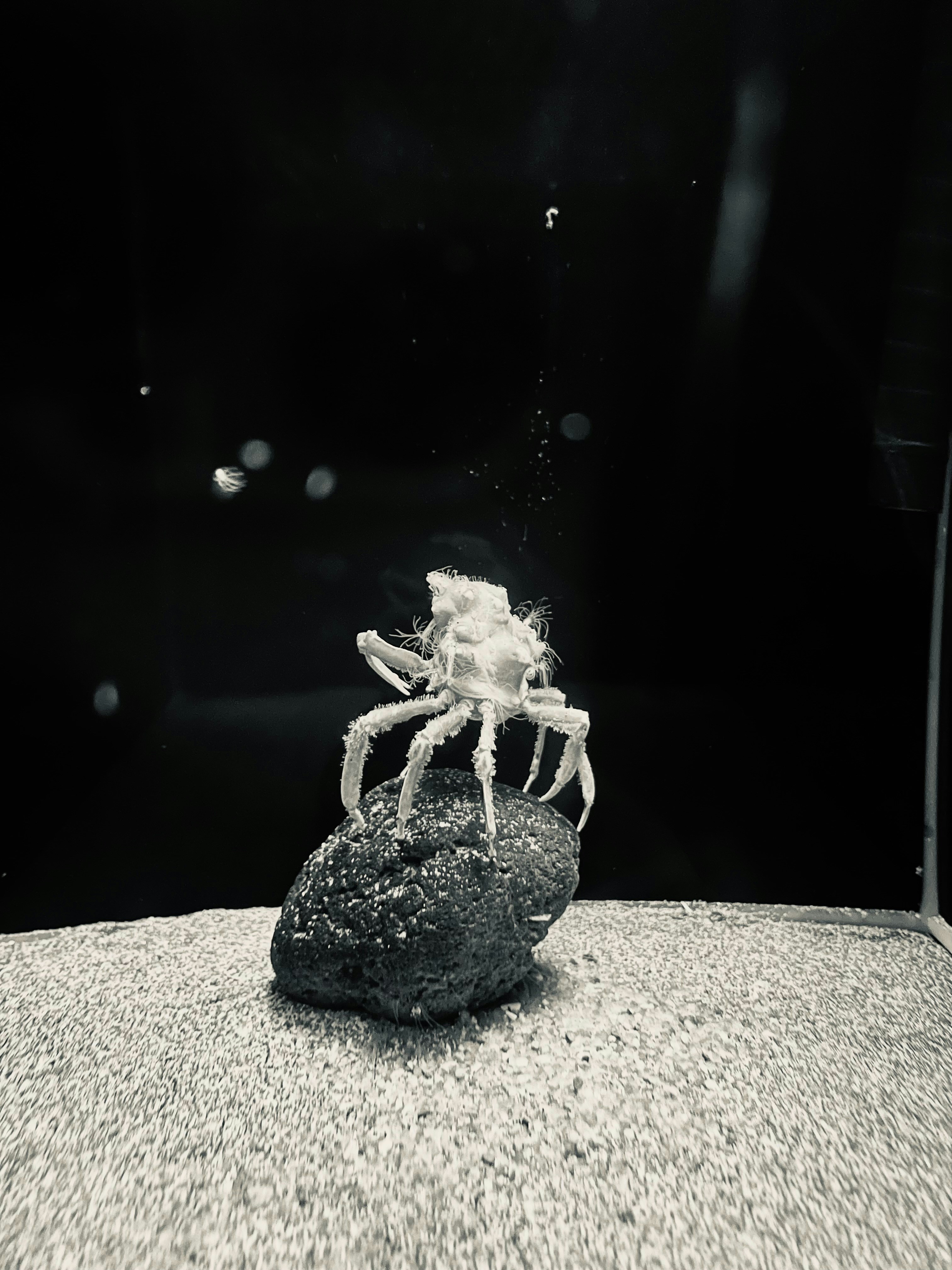 カニ