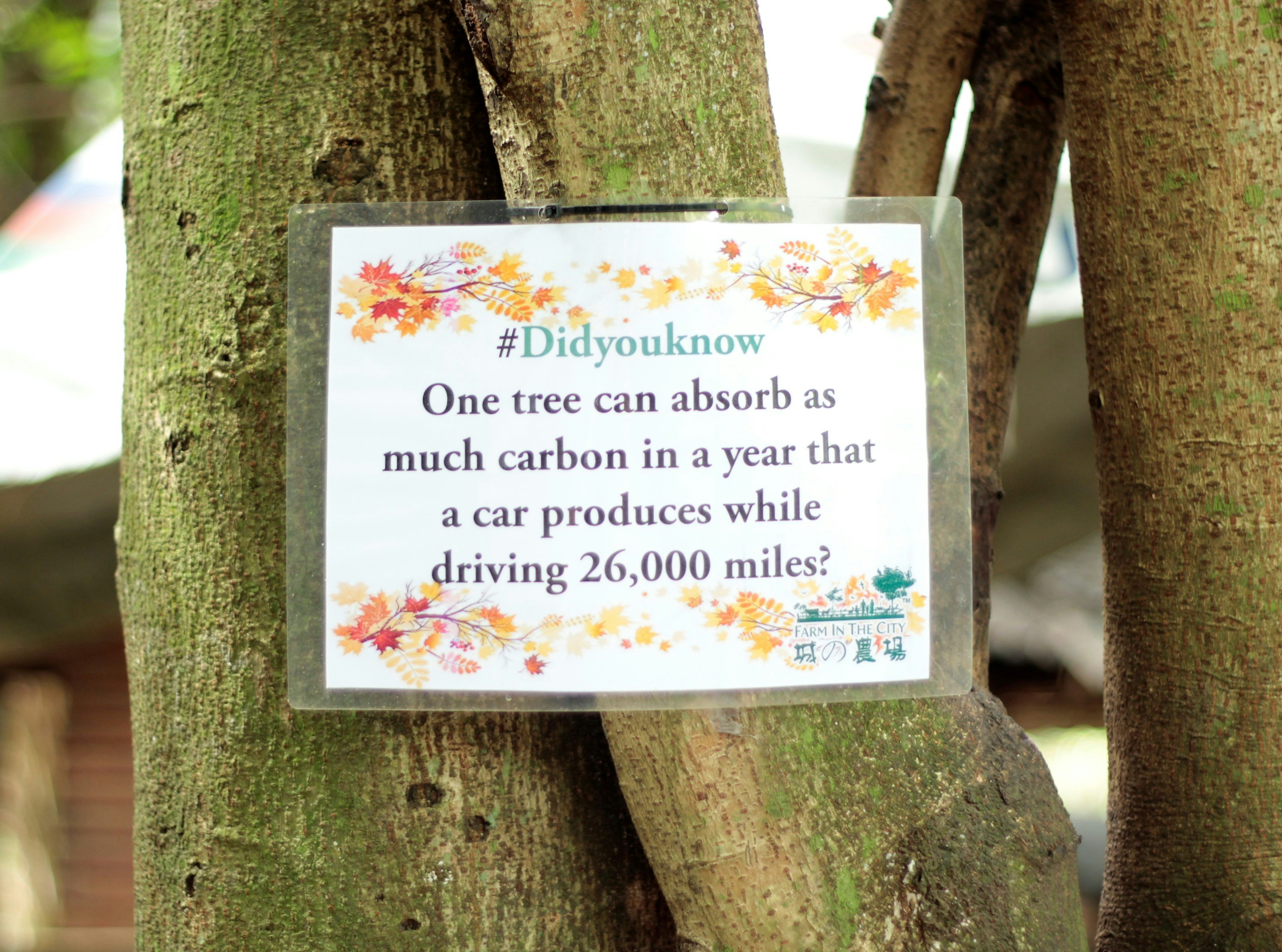 About tree facts.
