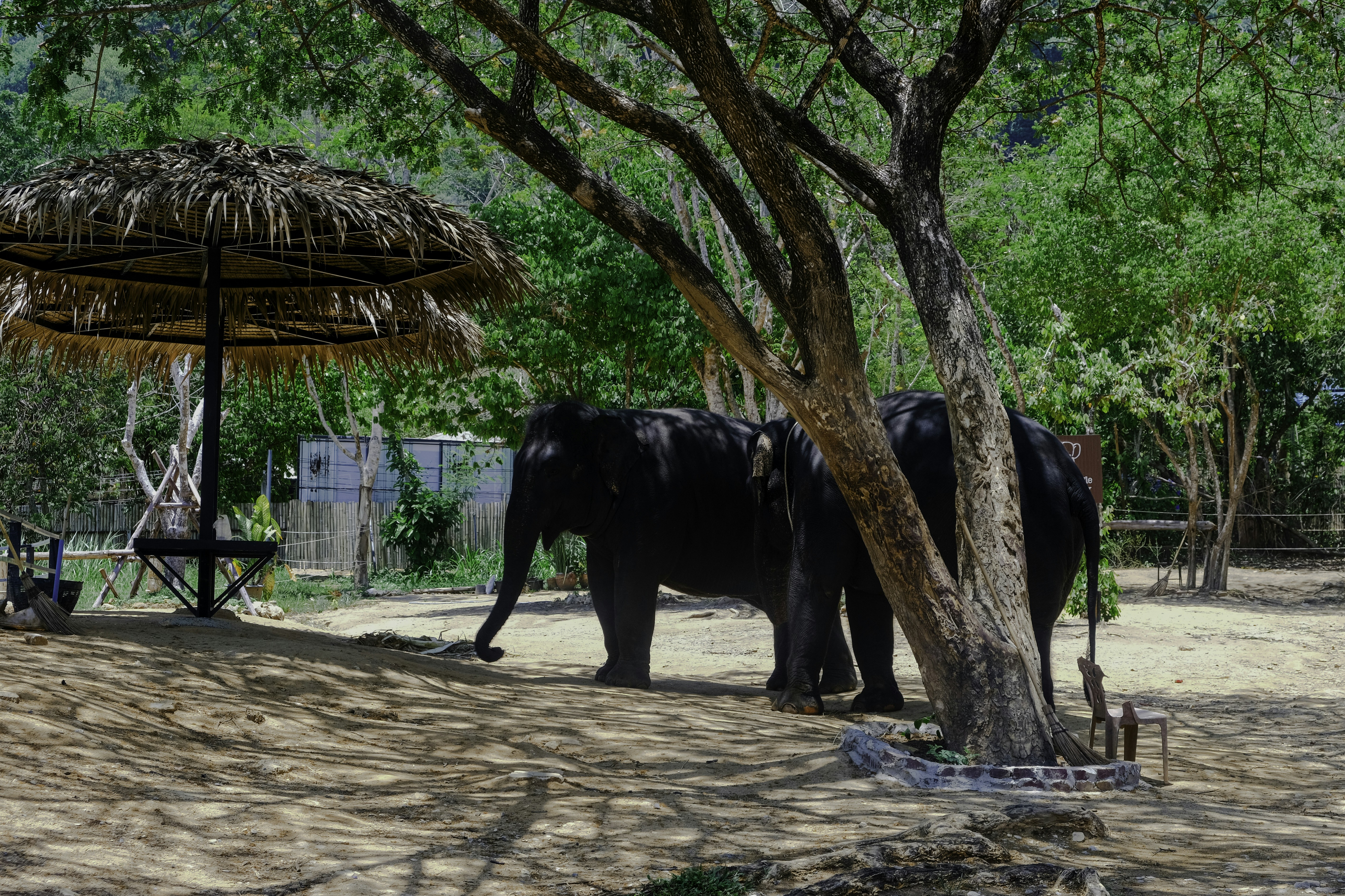 Crocodile Farm