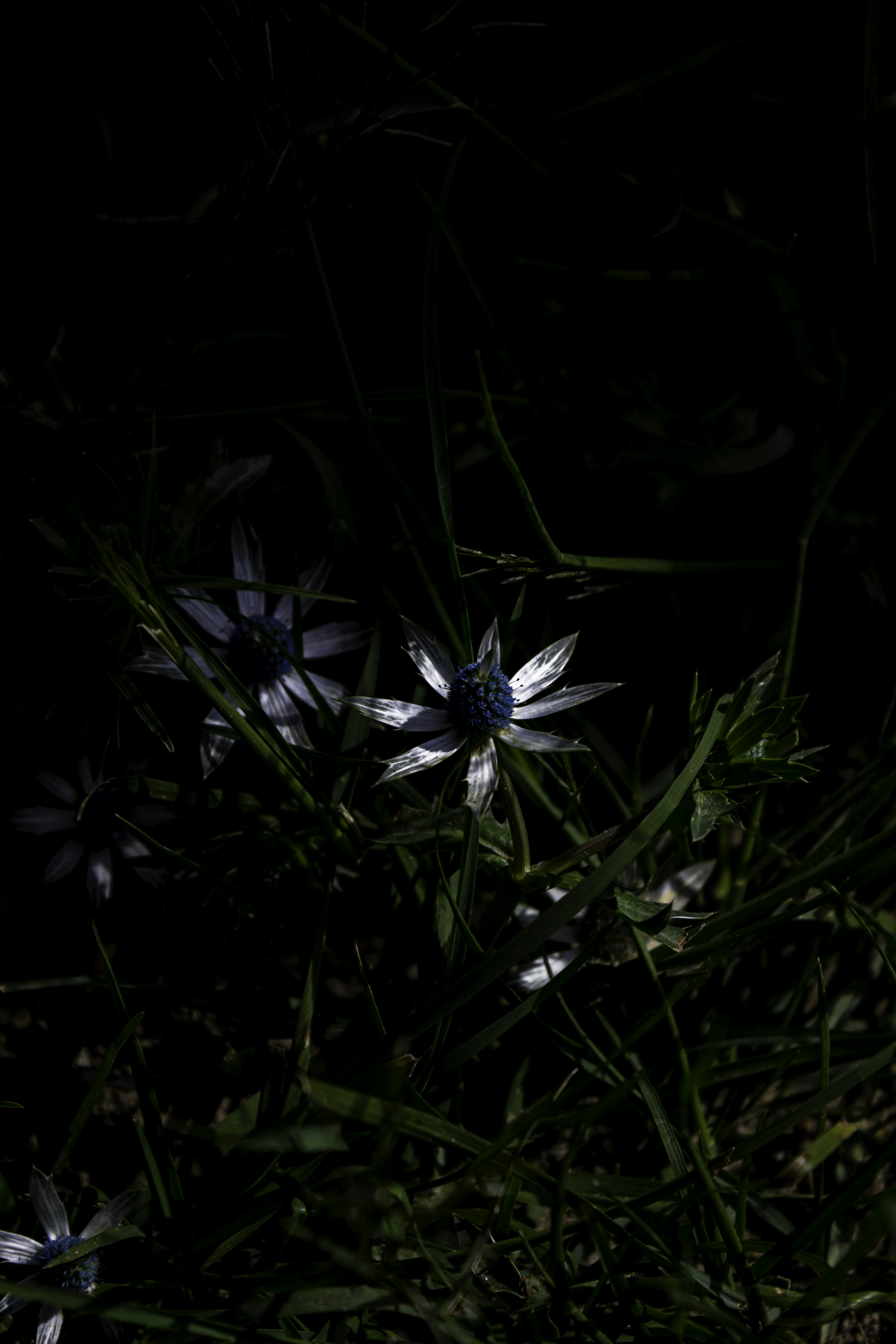 Fotomural A bunch of flowers that are in the grass