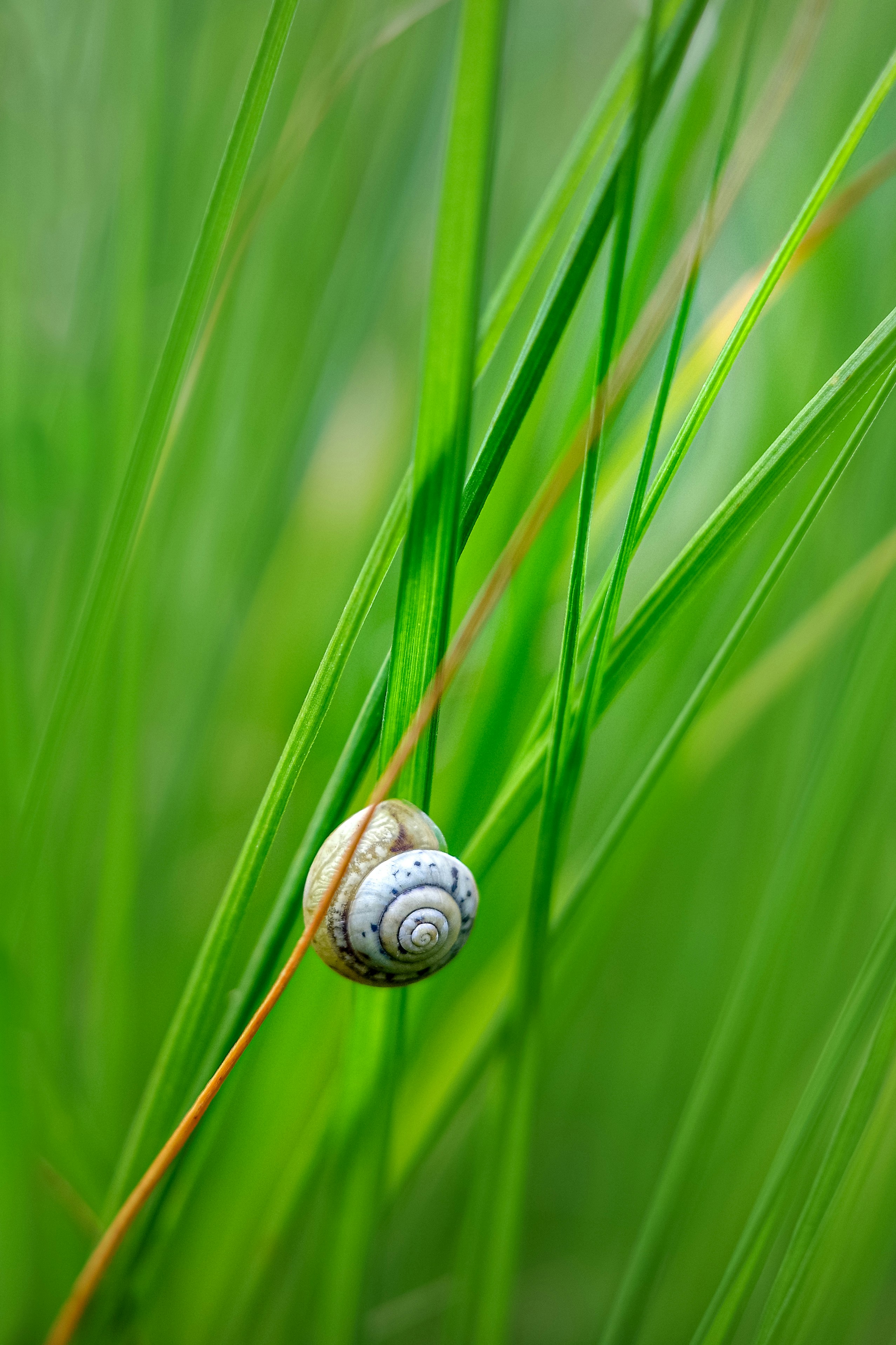 Eine Schnecke, die auf einem grünen, mit Gras bedeckten Feld sitzt