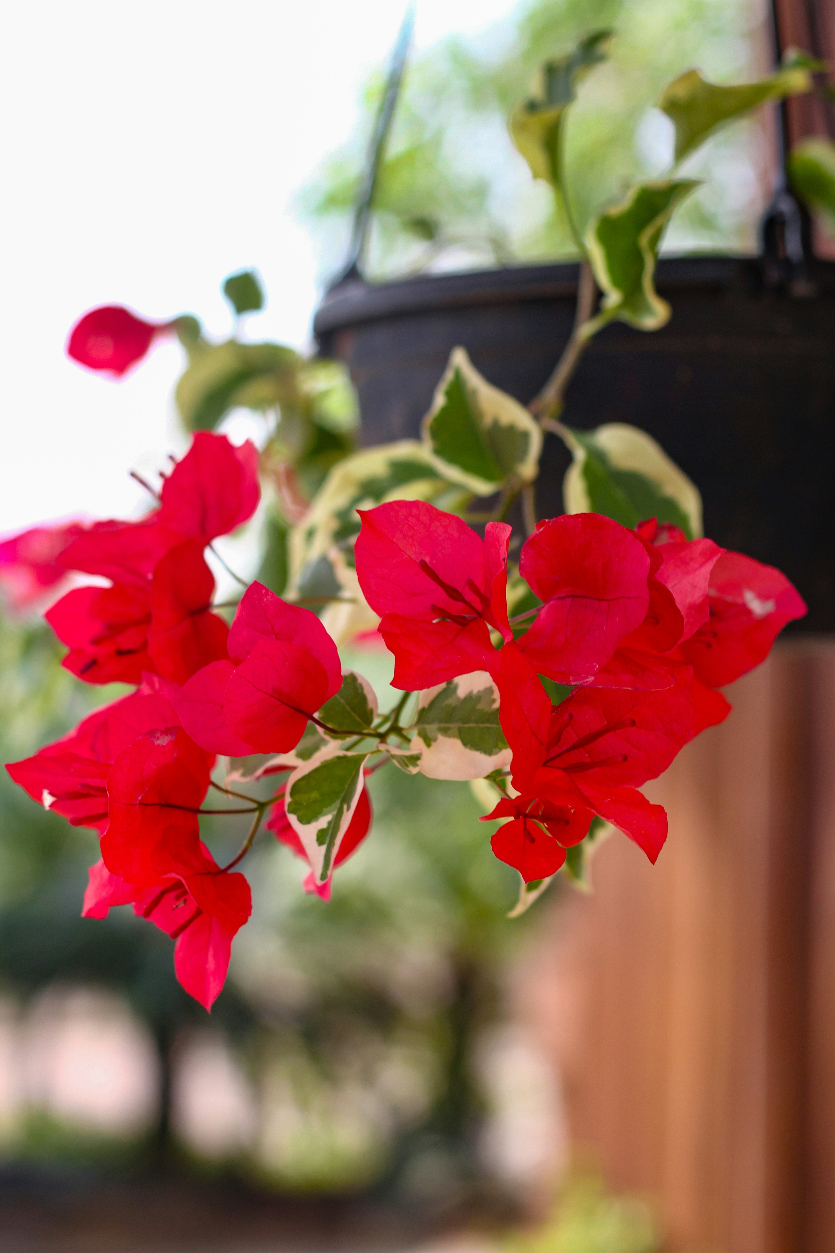 Photo by najoi_designer