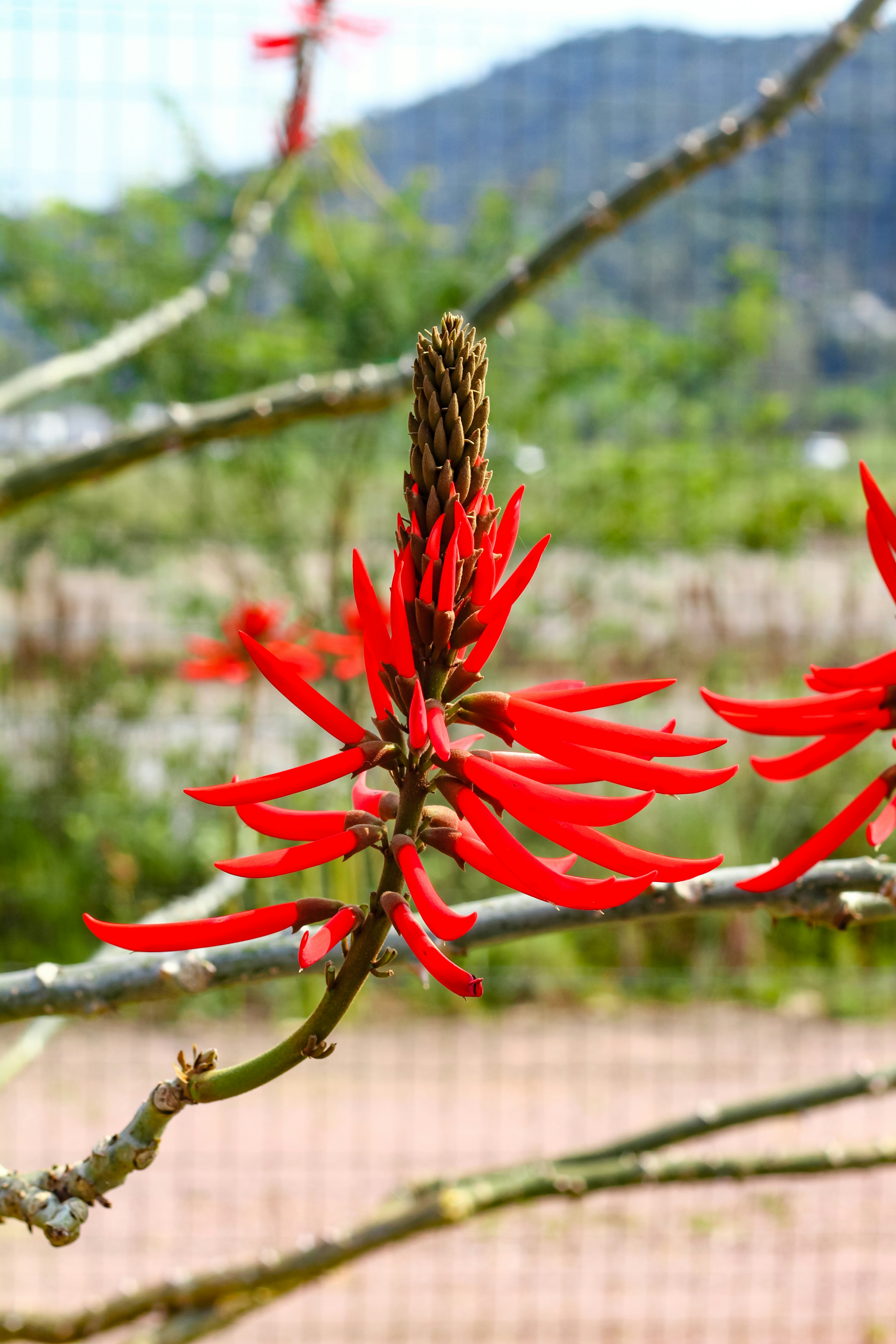 Photo by najoi_designer