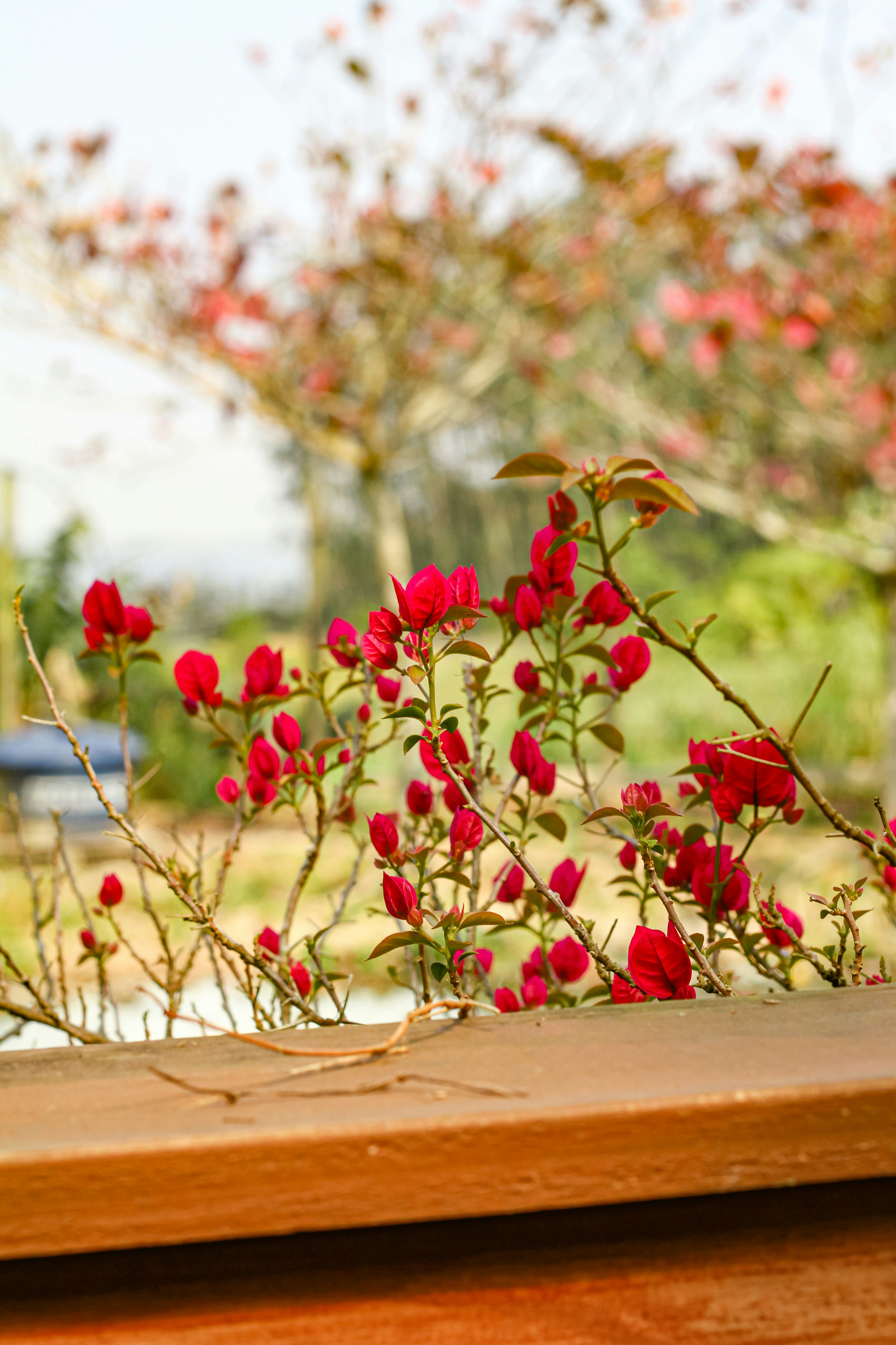 Photo by najoi_designer