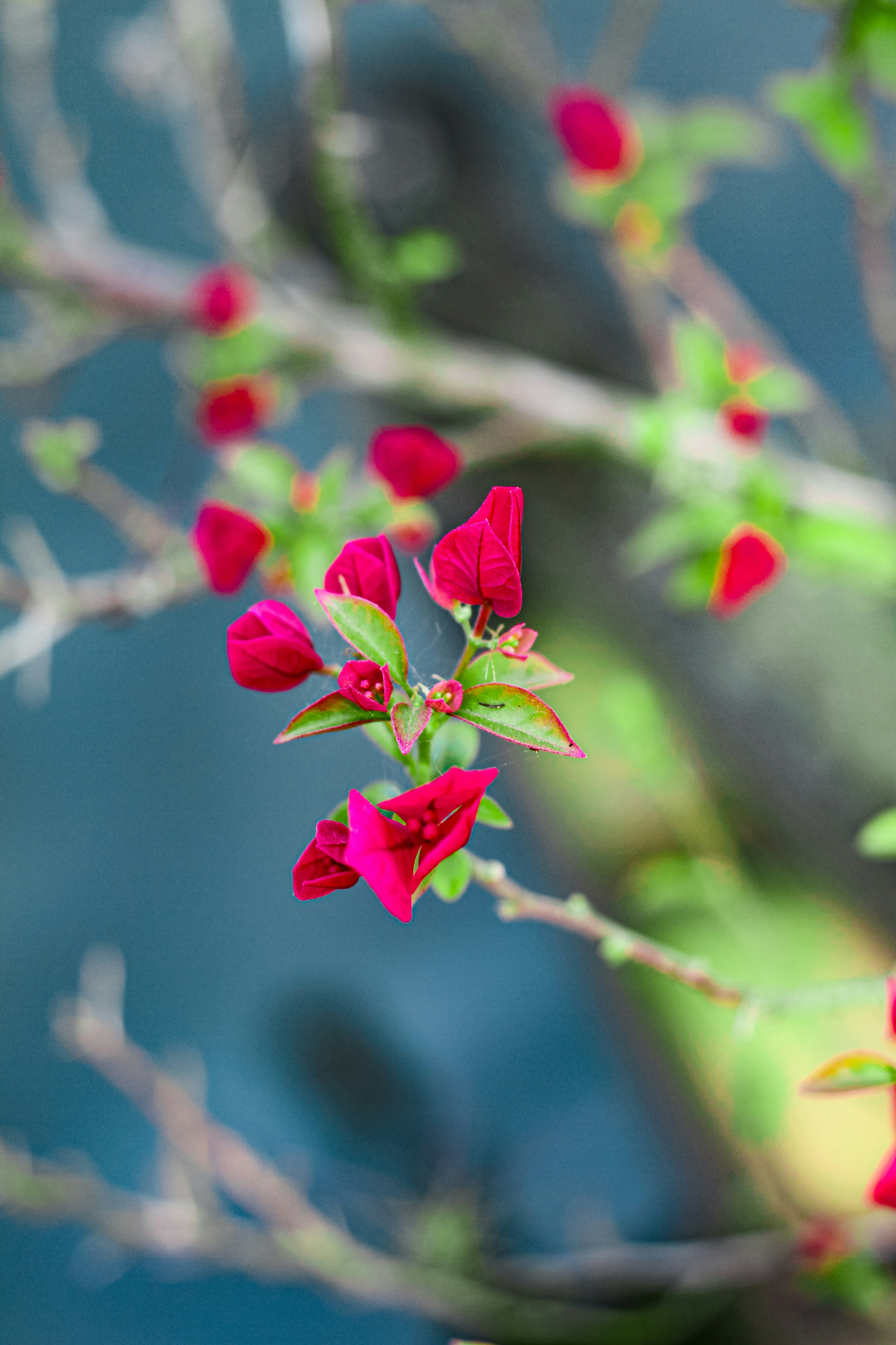 Photo by najoi_designer