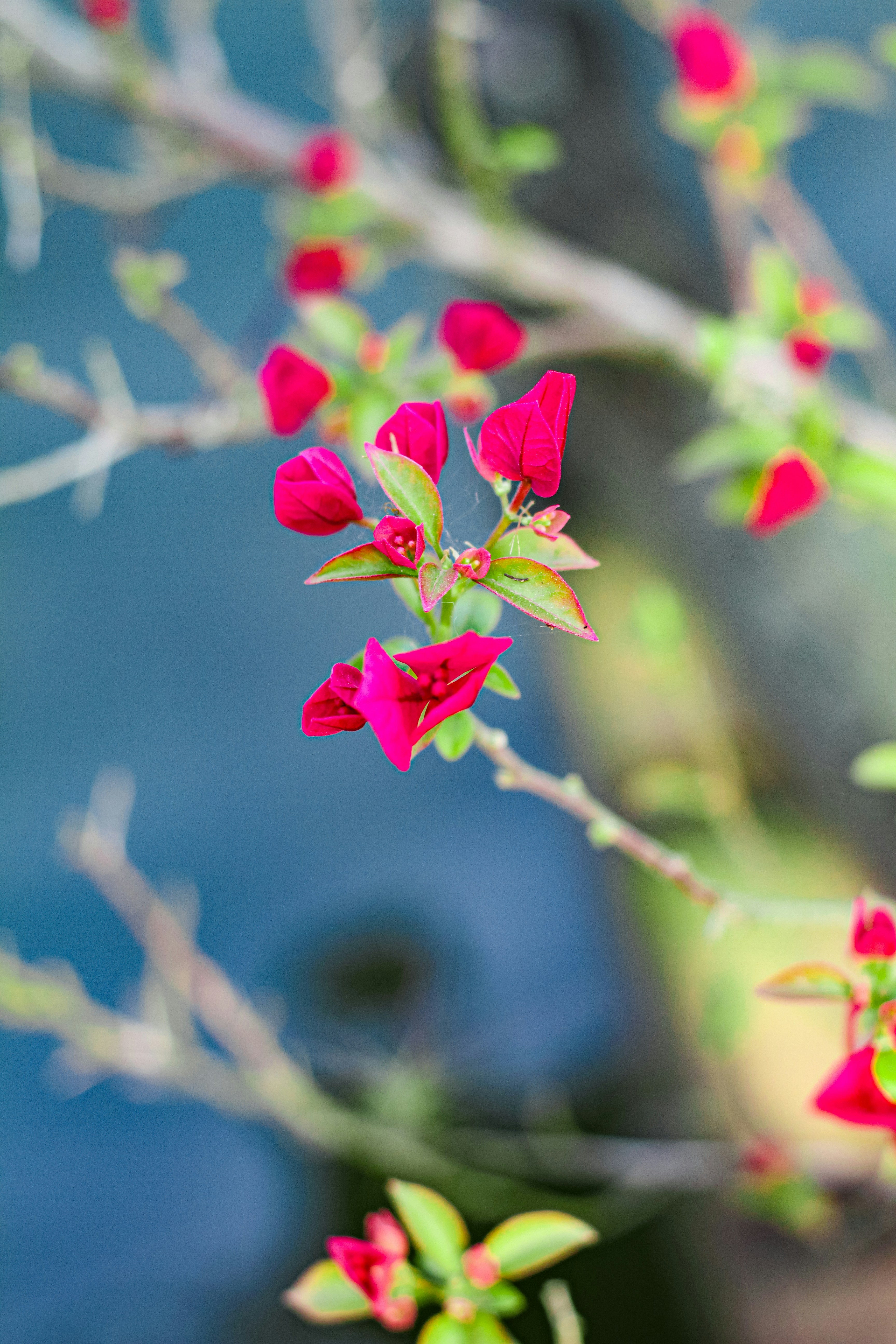 Photo by najoi_designer