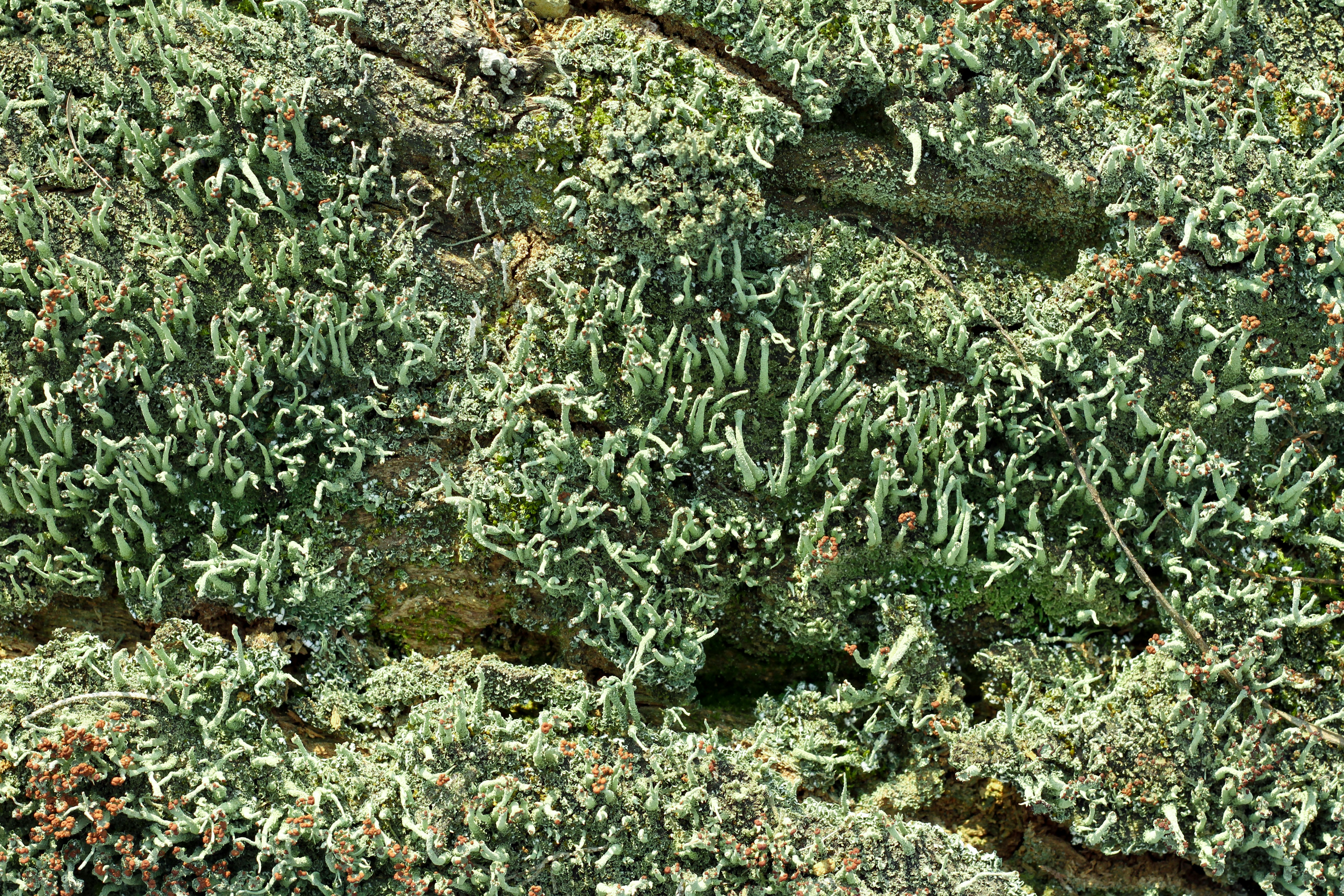 A close up of a patch of green moss