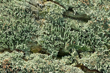 A close up of a patch of green moss