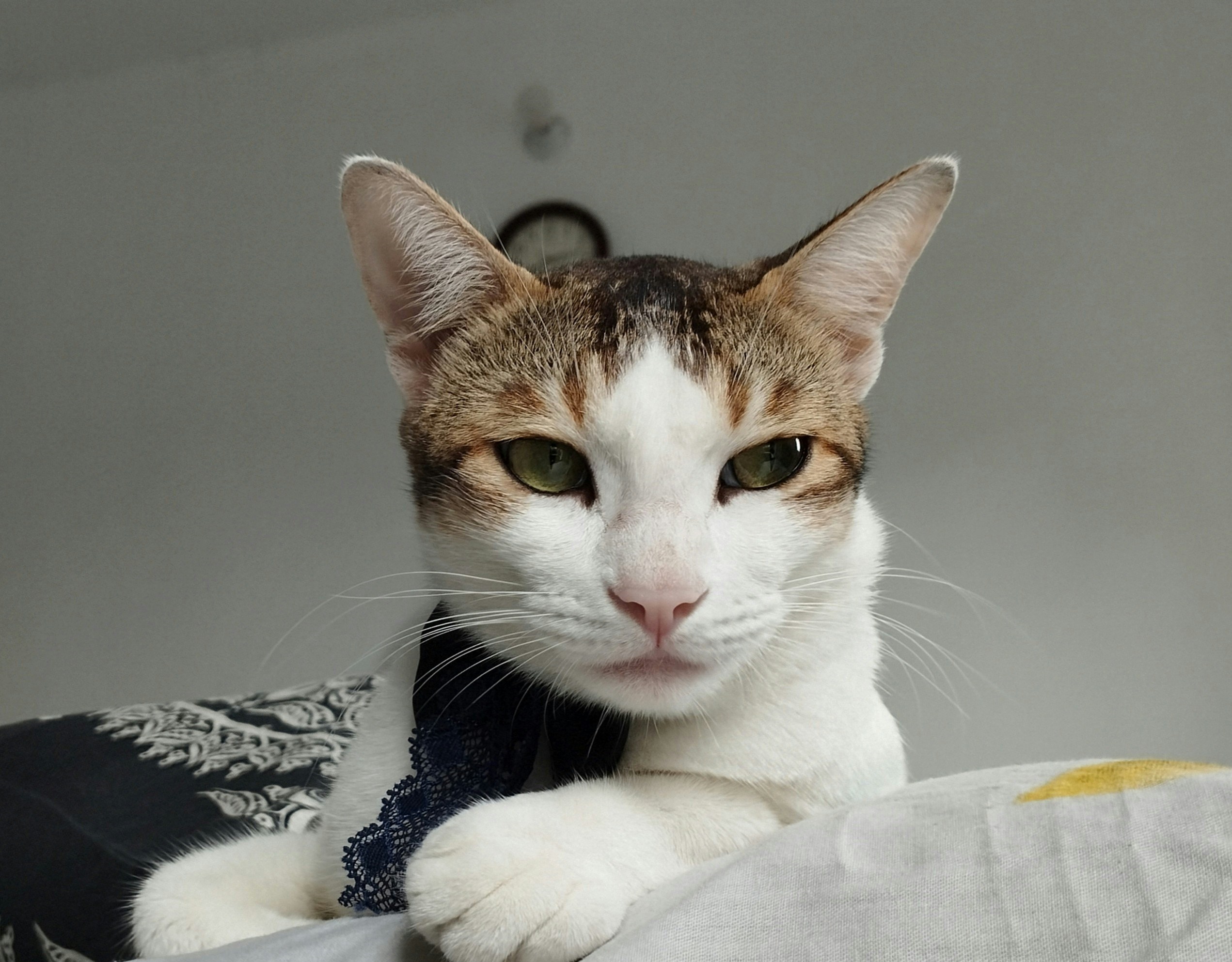 A cat sitting on top of a bed next to a pillow