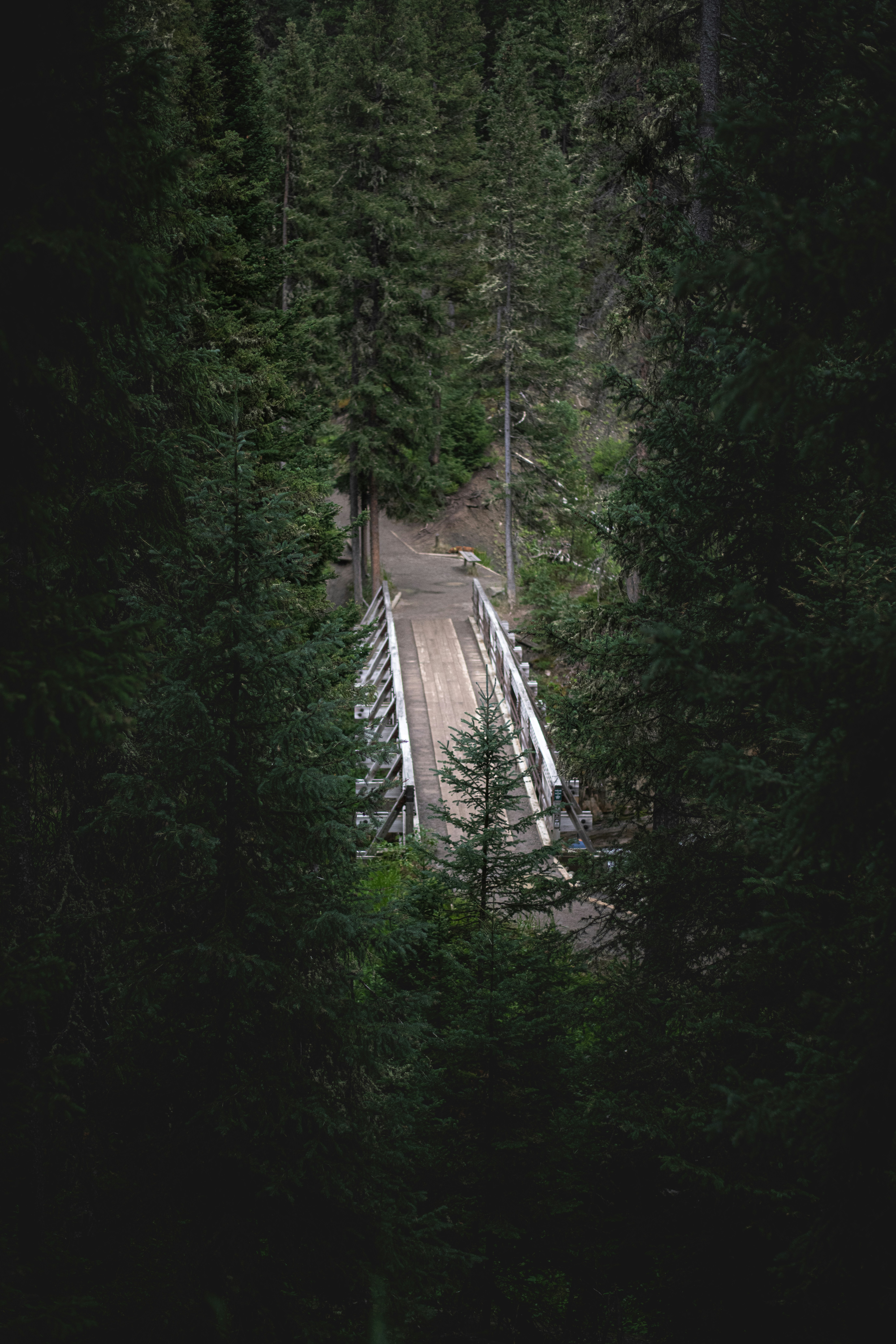 A bridge in the middle of a forest