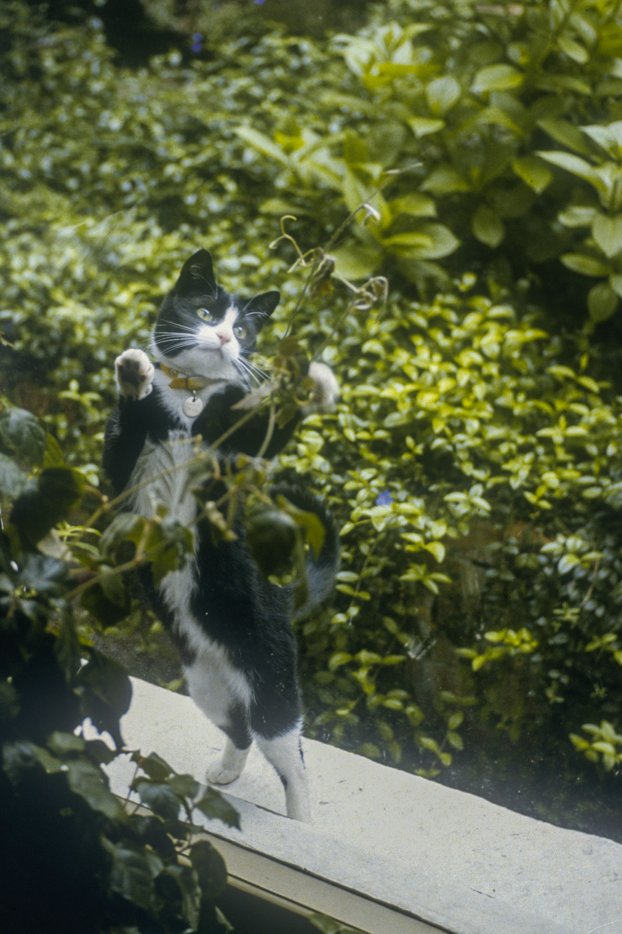 Eine schwarz-weiße Katze, die auf den Hinterbeinen steht