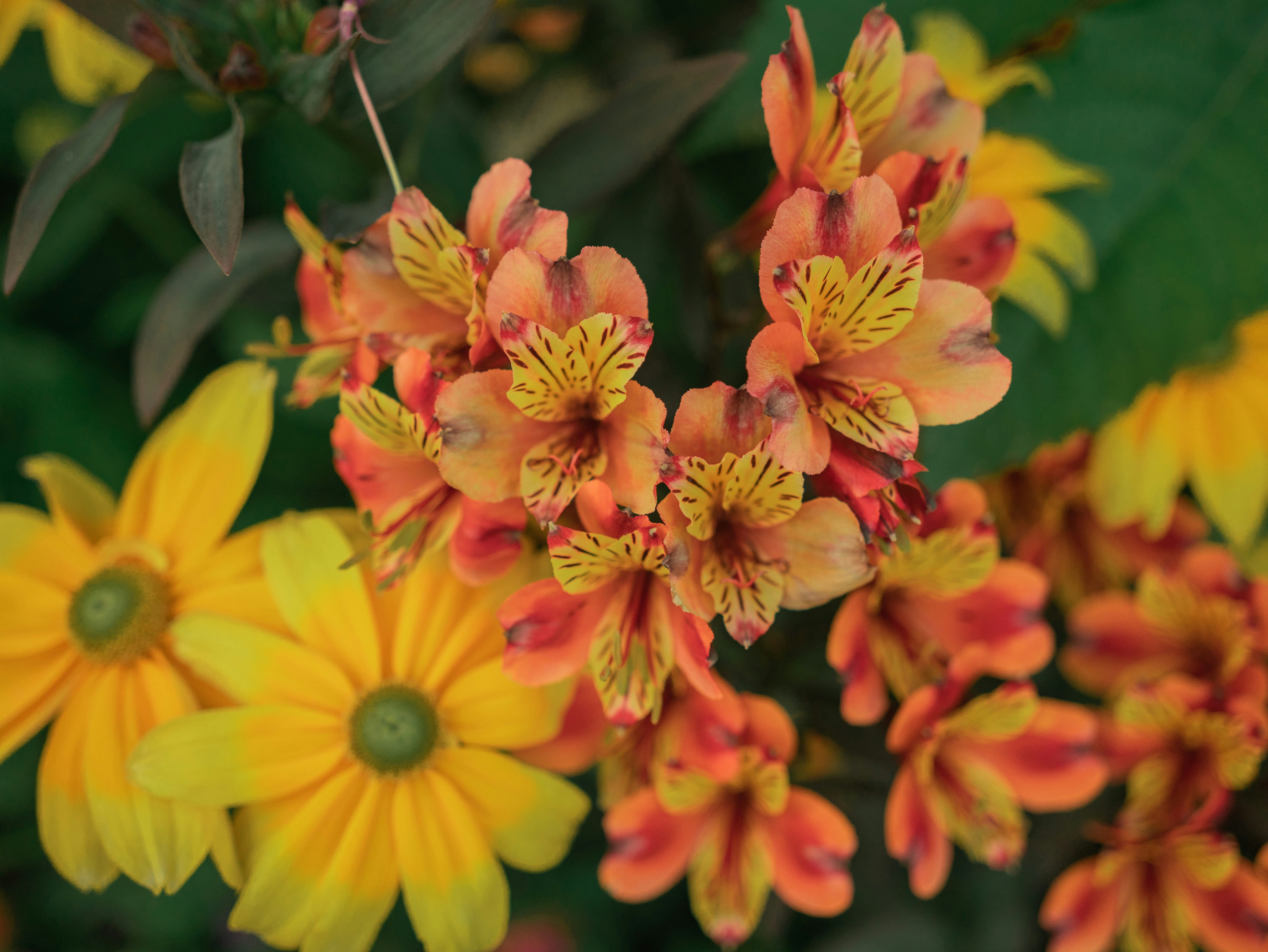 A bunch of yellow and red flowers with green leaves