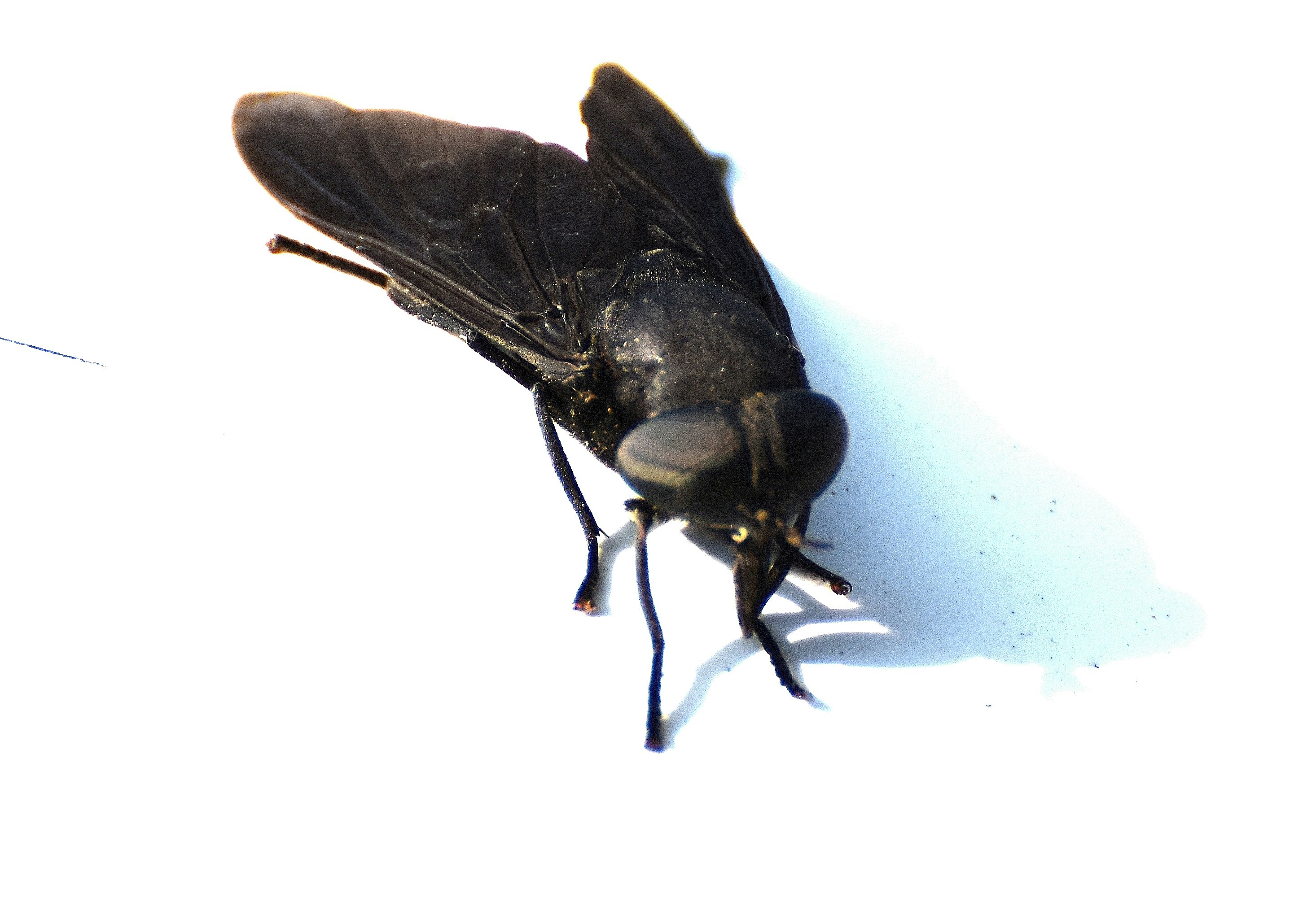 Horse Fly