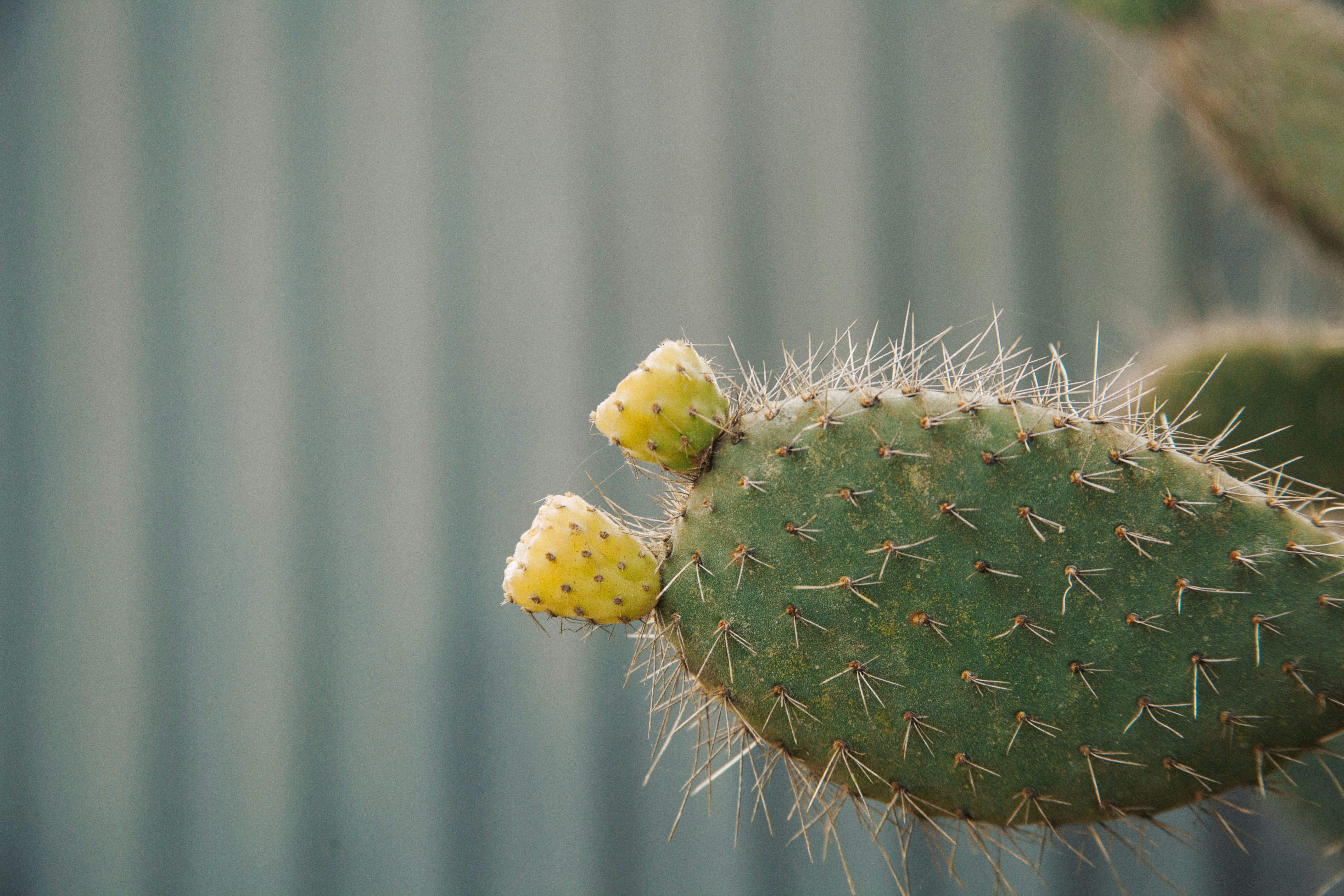 Photo by dantecandal