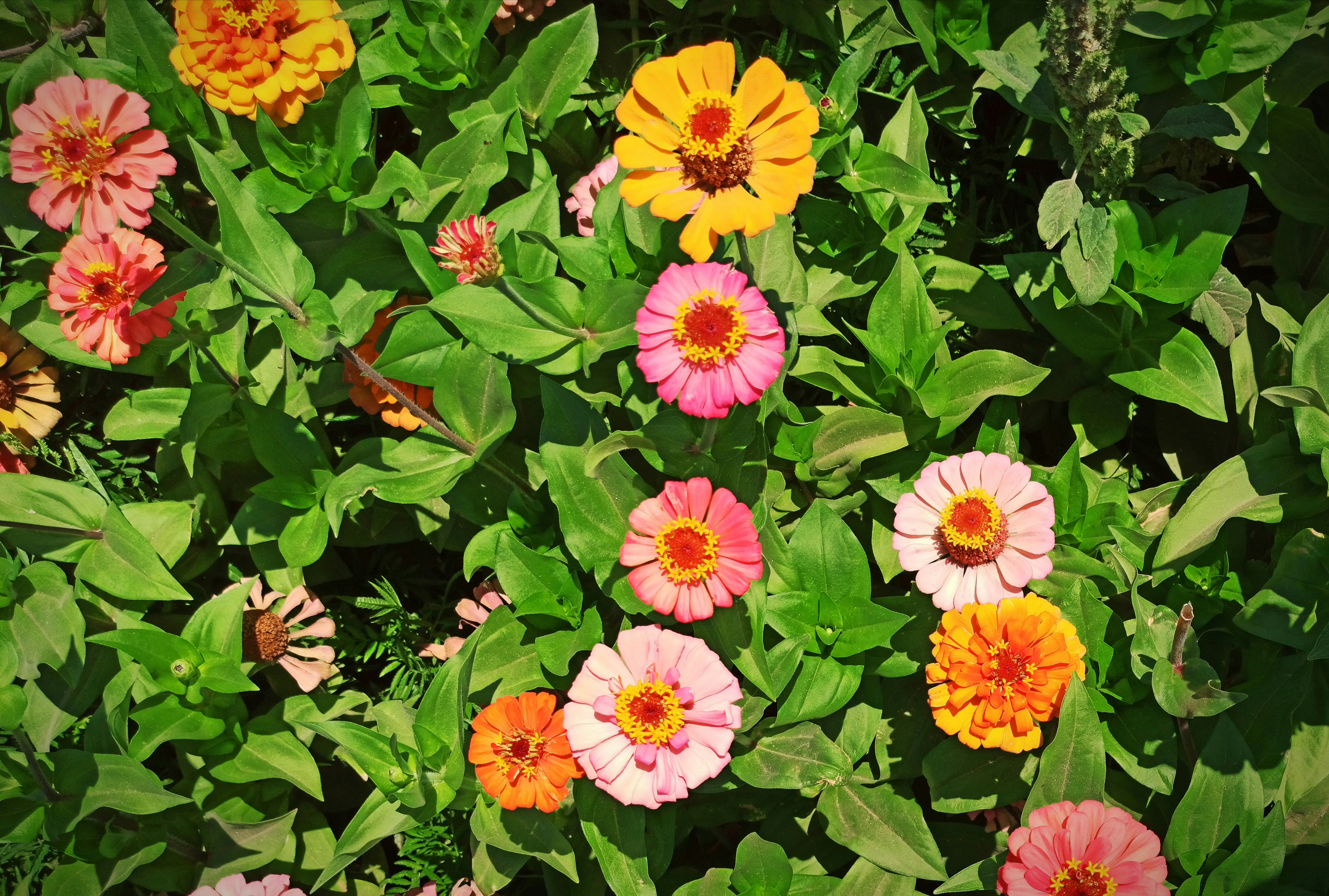 Photo by rashedpaykary