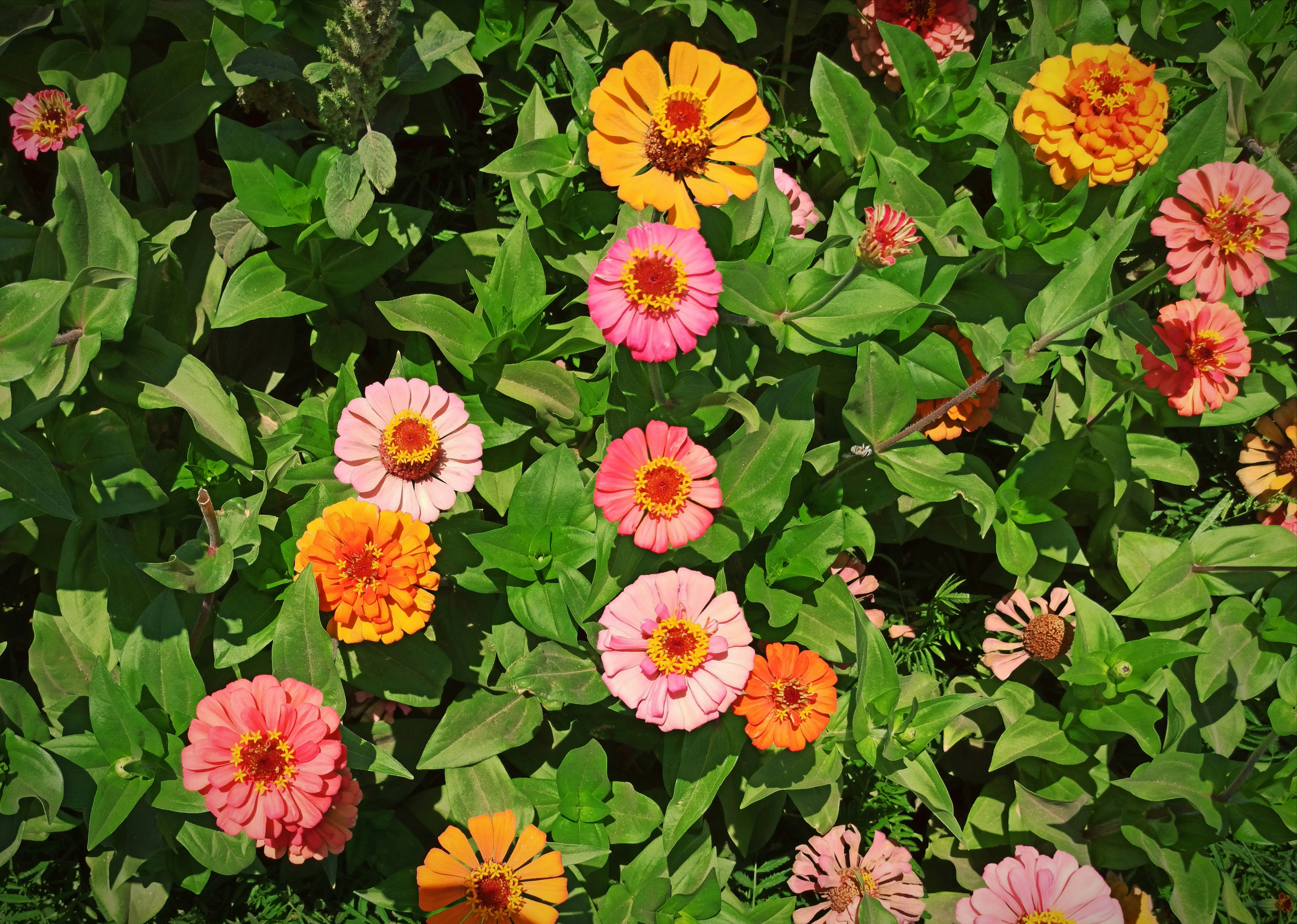 Photo by rashedpaykary