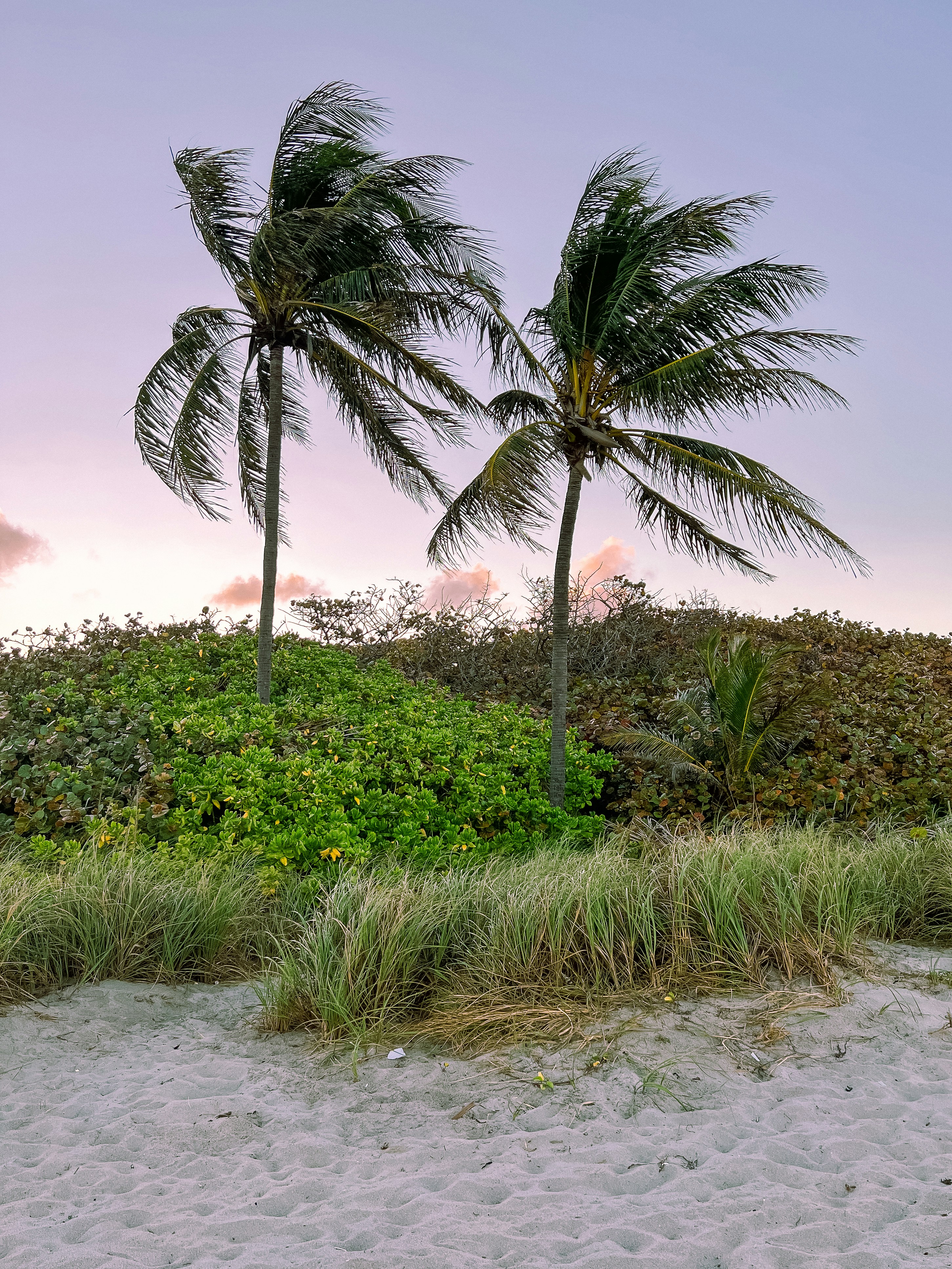 Palm trees blowing in the wind on a beach