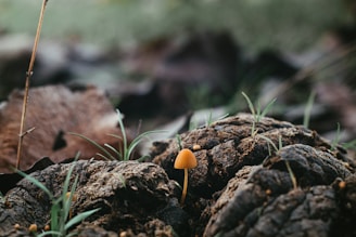 A group of pine cones sitting on top of a forest floor