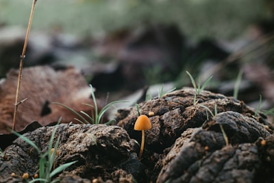 A group of pine cones sitting on top of a forest floor