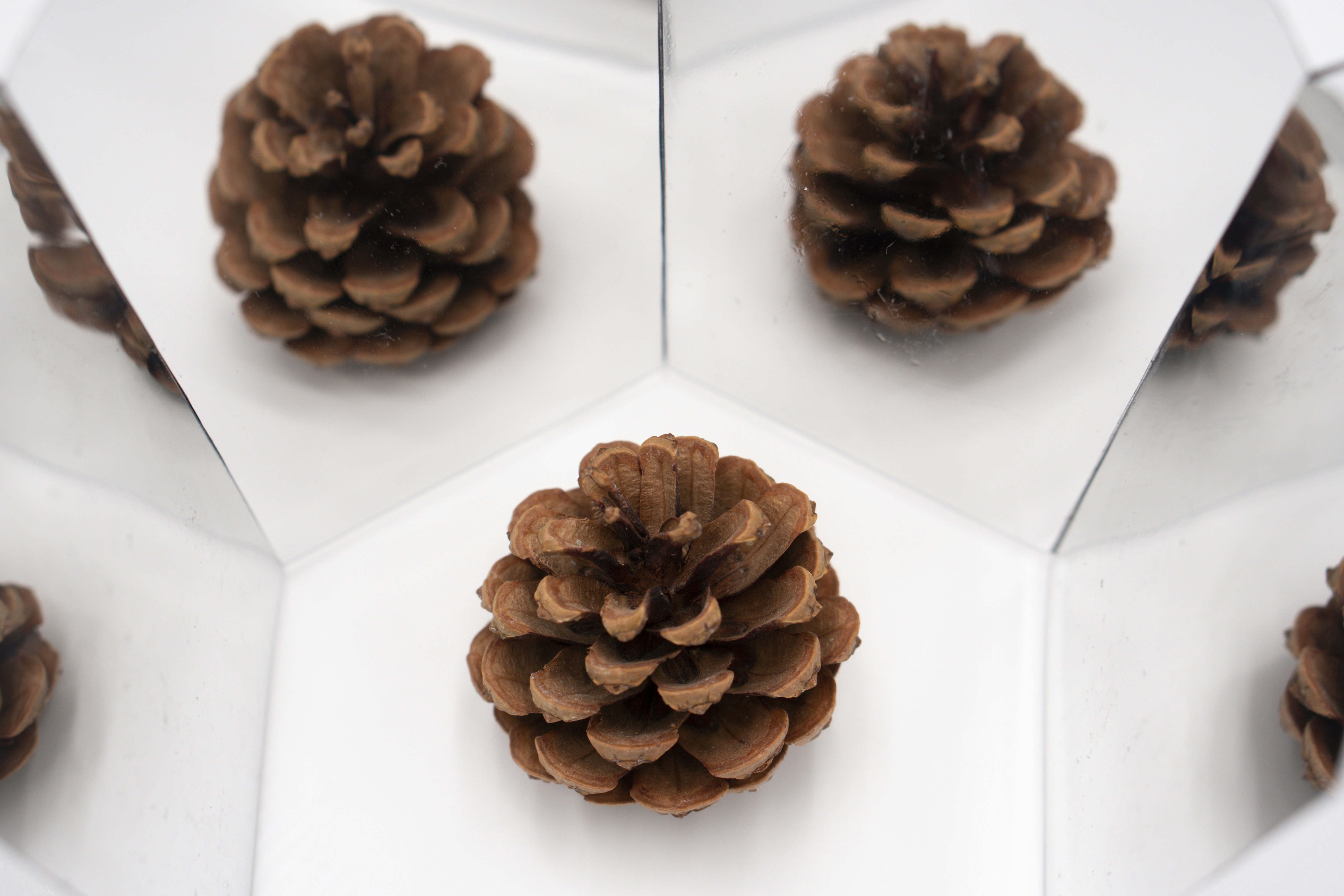 A group of pine cones sitting on top of a white plate