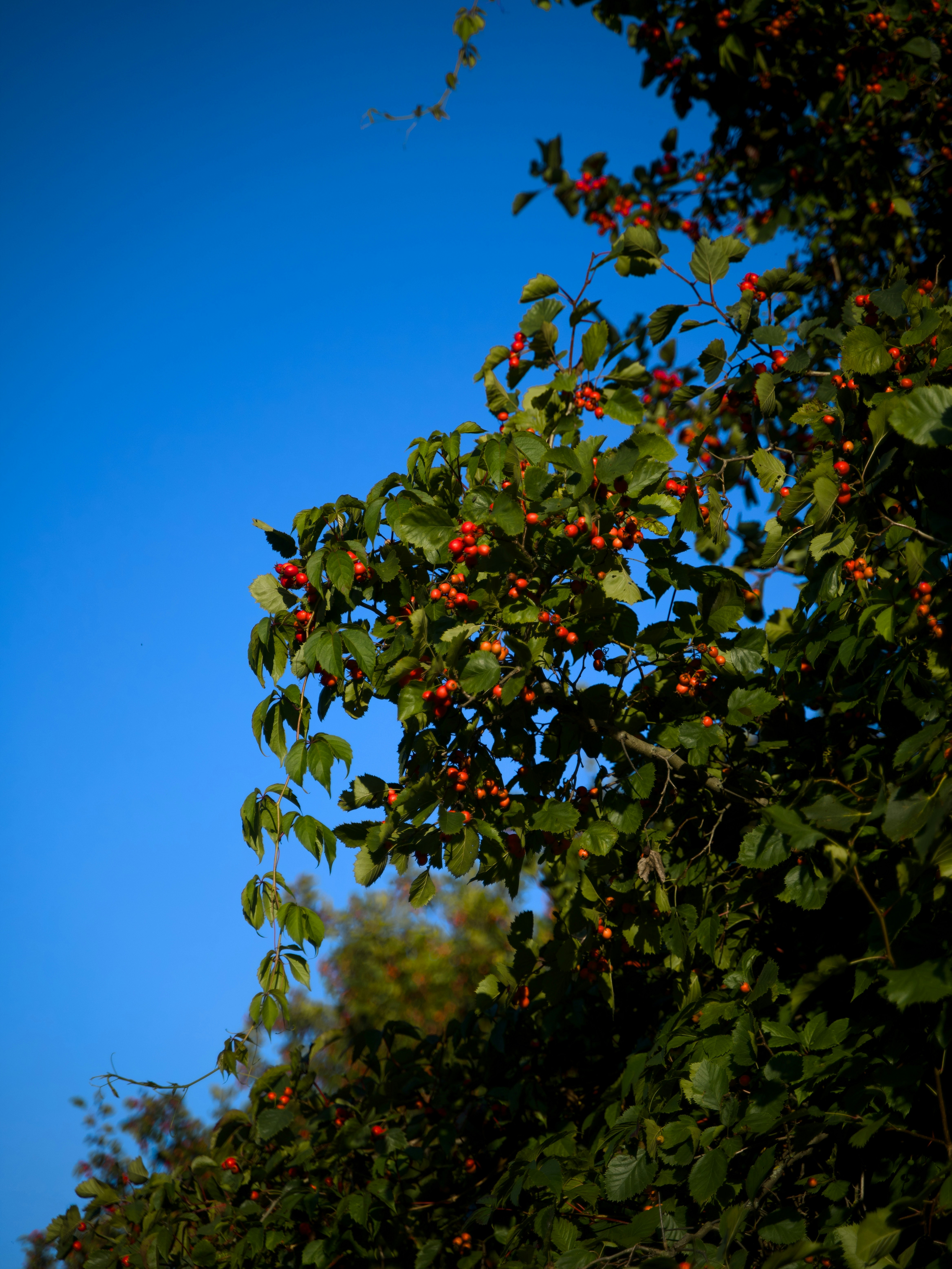 A tree filled with lots of red berries under a blue sky