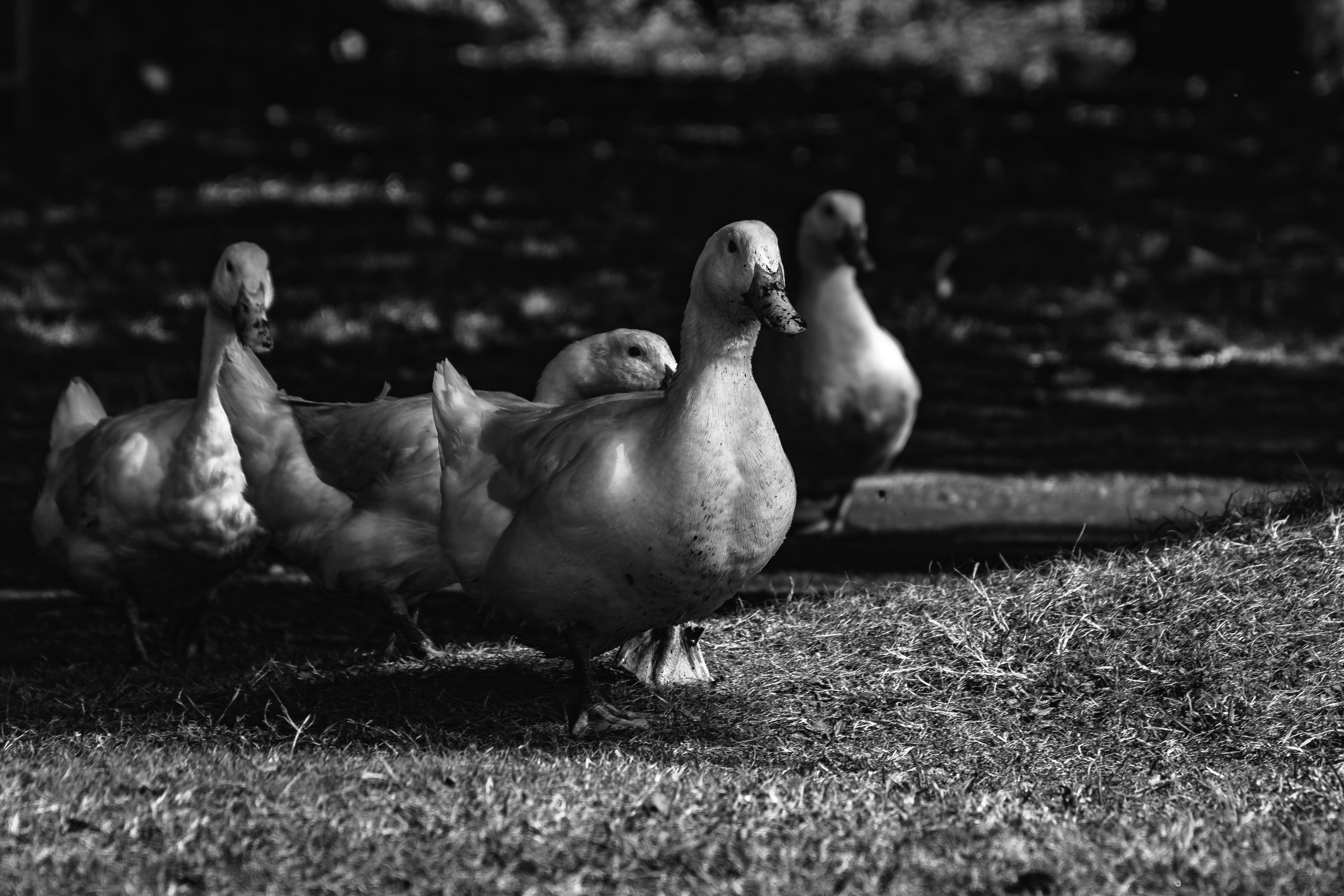 Photo by starkie_pics