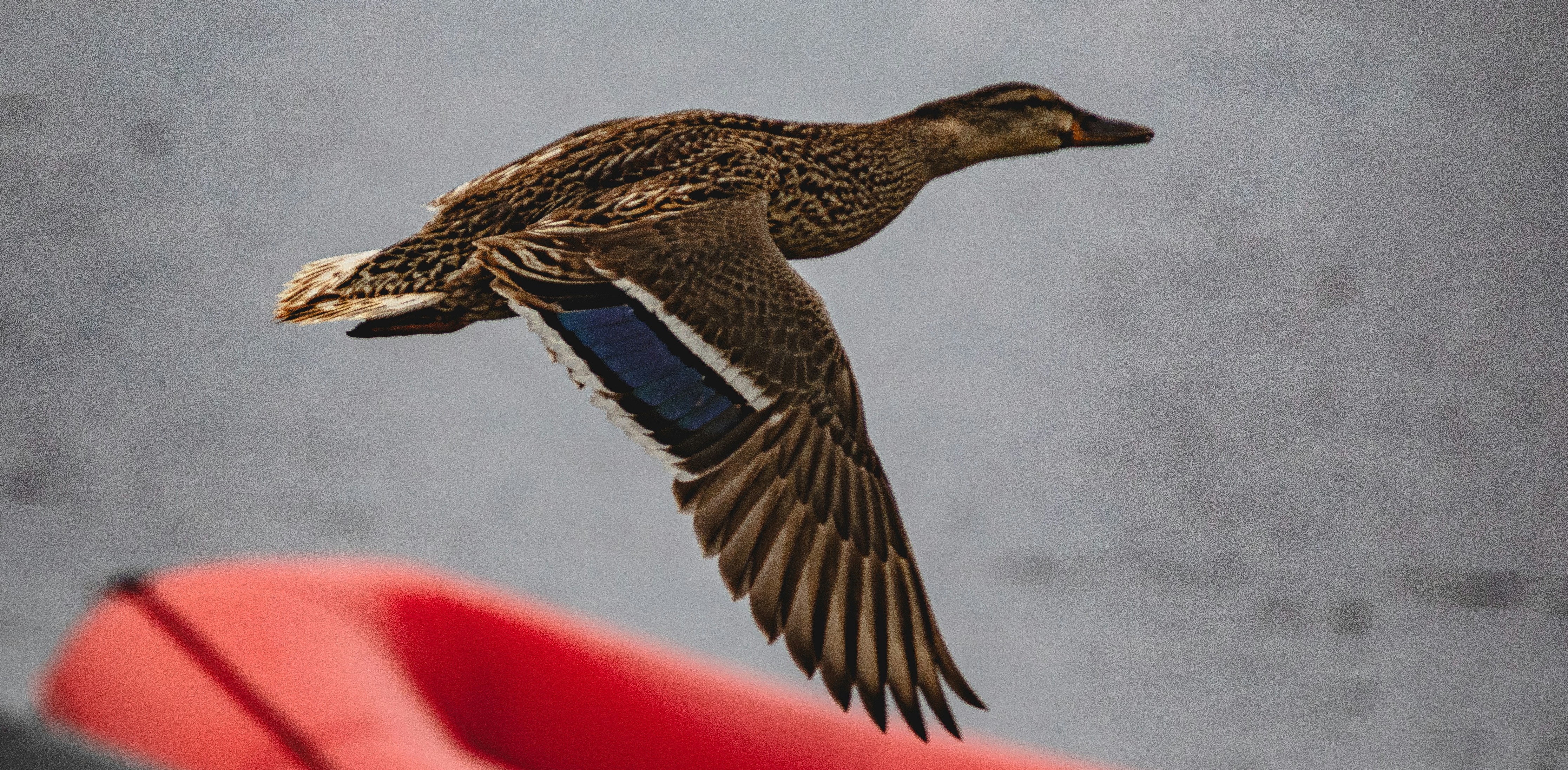A duck is flying over a red object