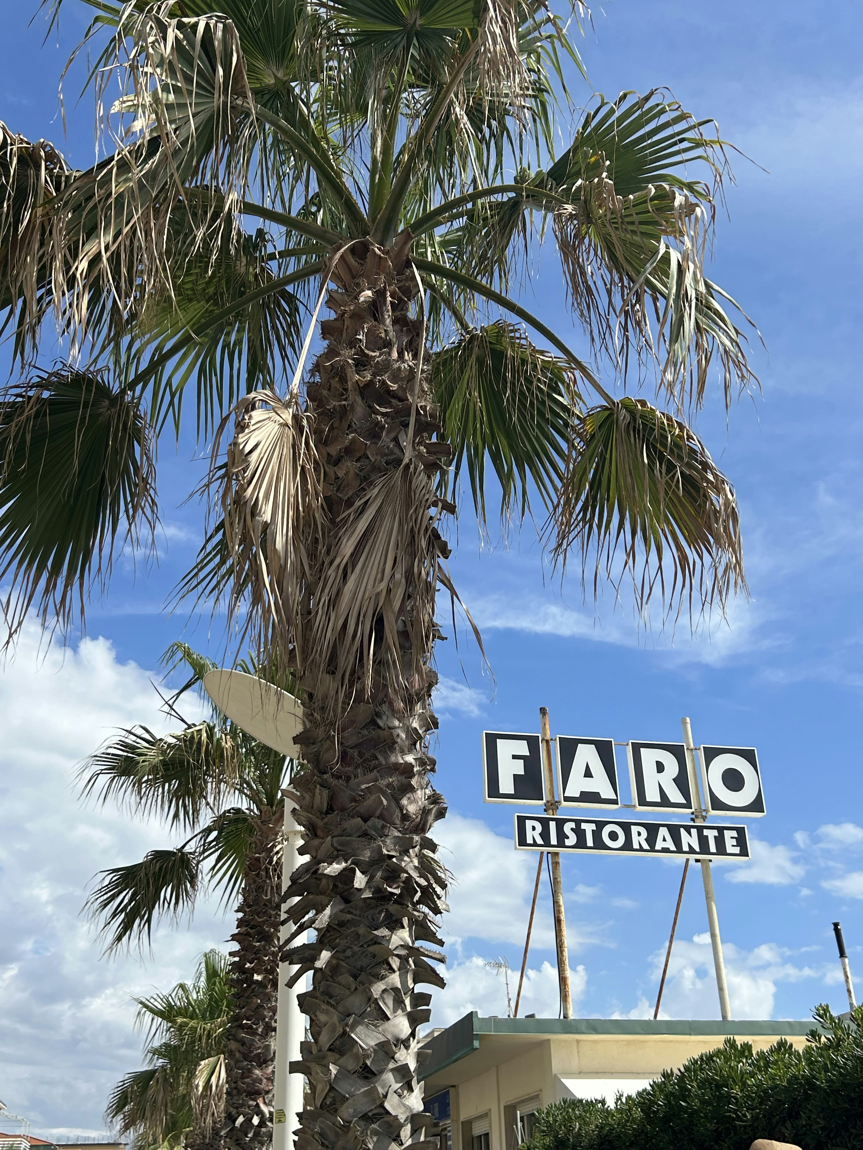 A tall palm tree sitting next to a building