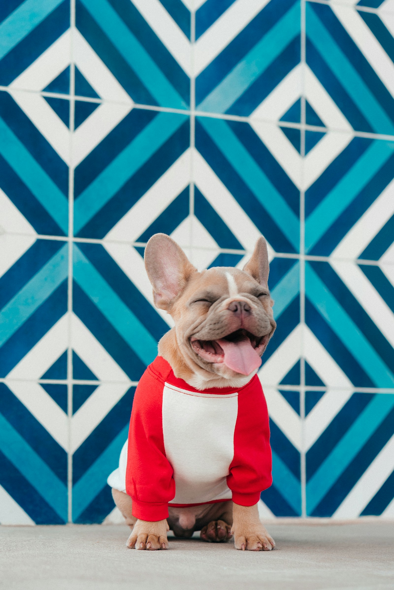 Dog-Friendly Communities & Homes in Calgary: Where You and Your Pup Will Love to Live