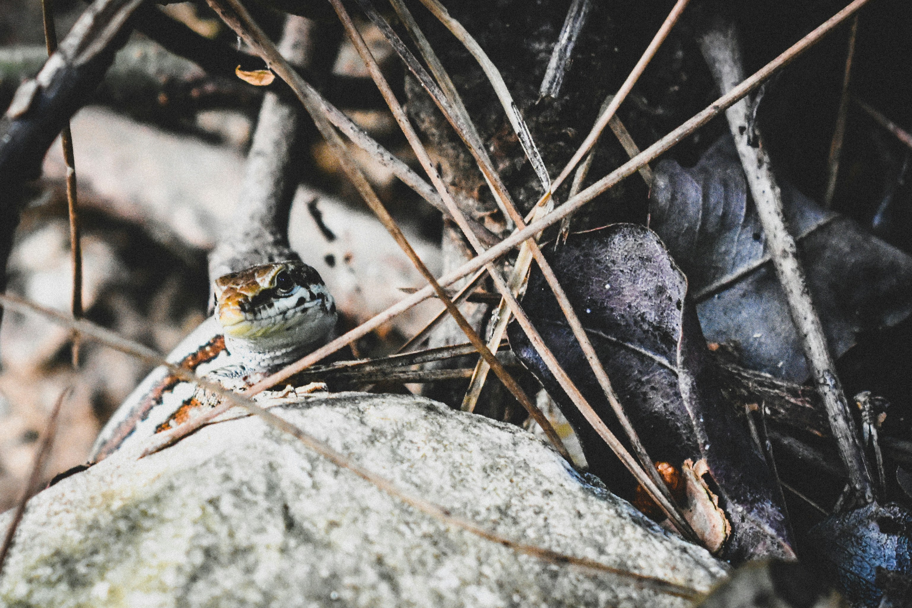 Photo by nikolasmitsiggas