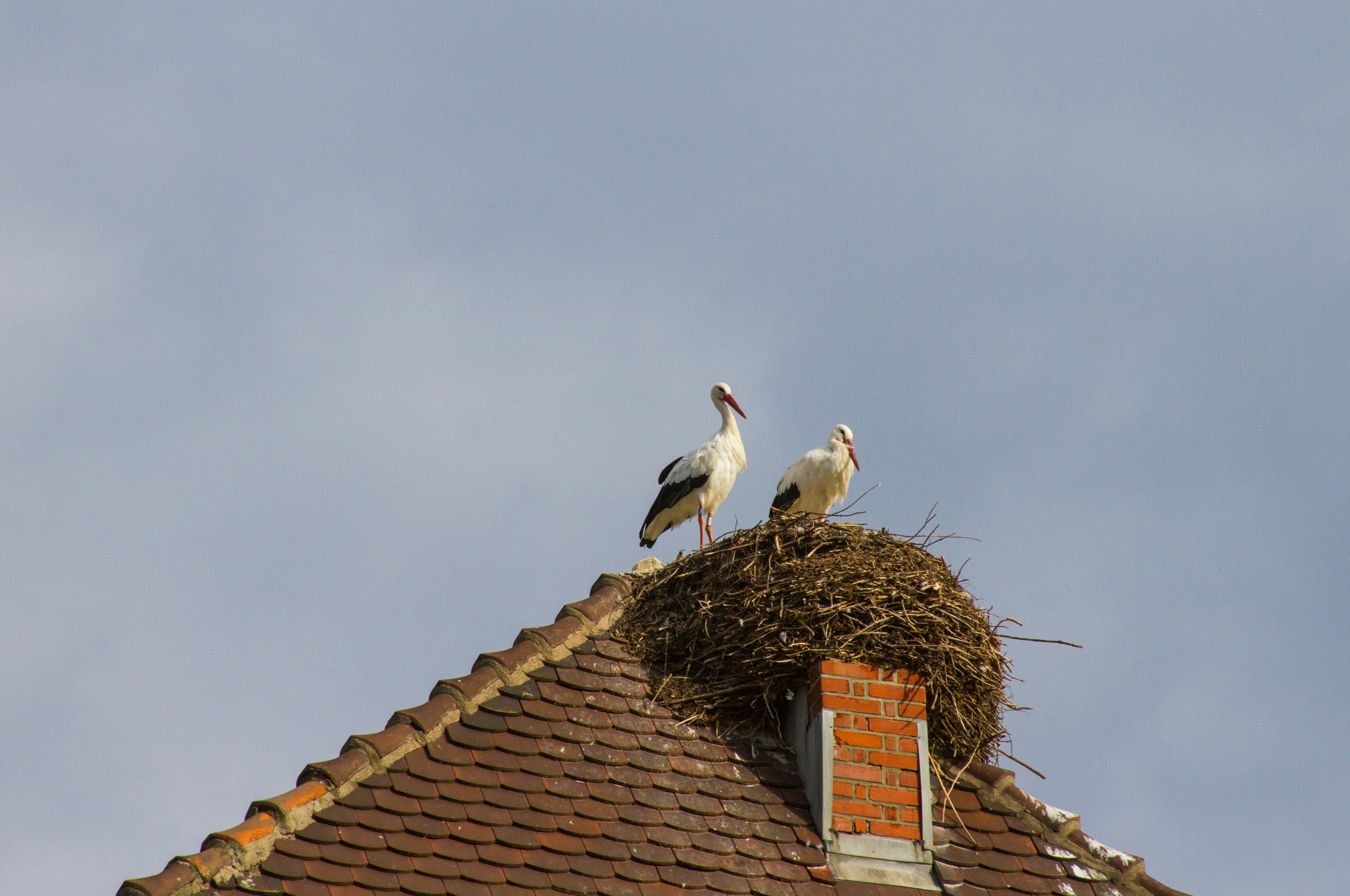 建物の屋上に座っている数羽の鳥