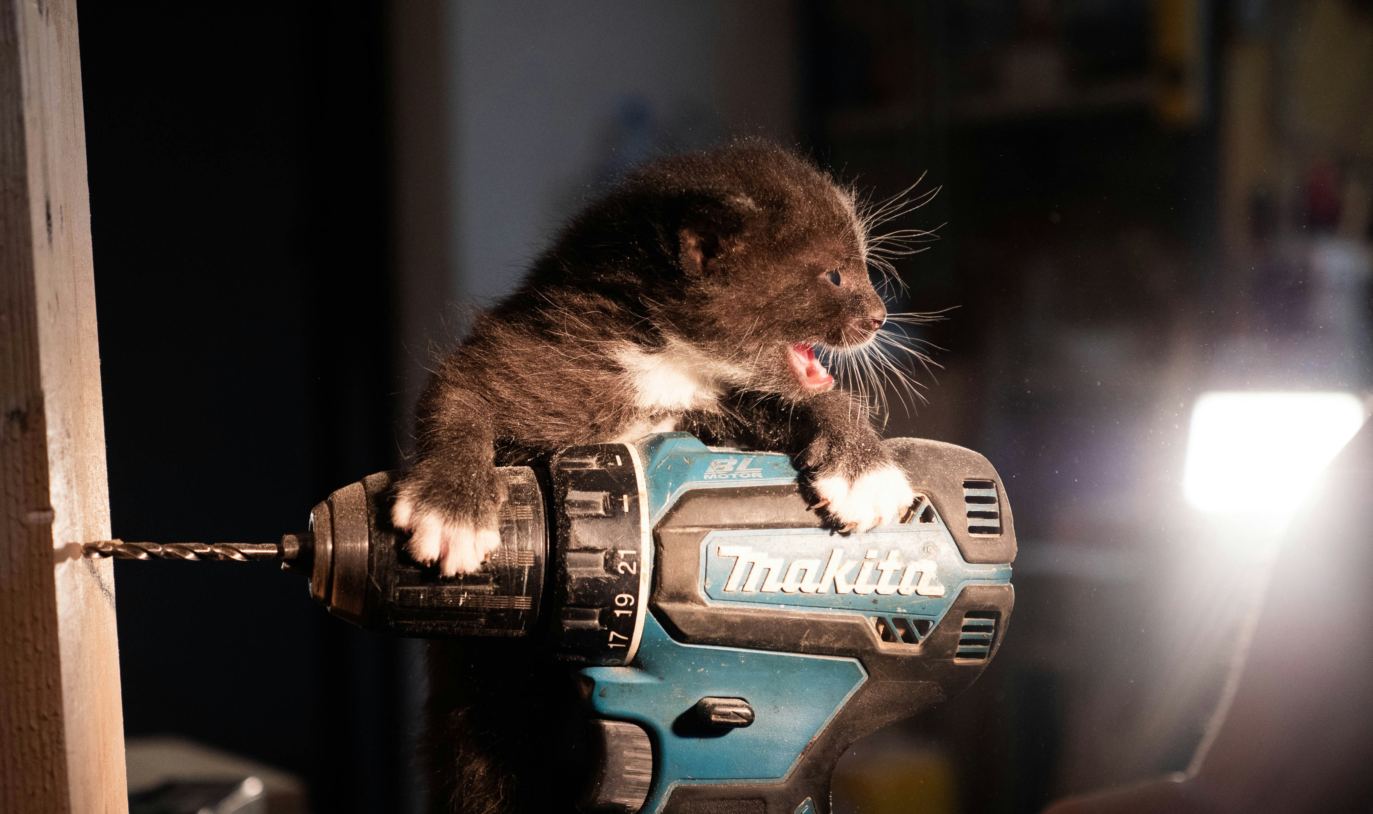 A cat sitting on top of a power drill
