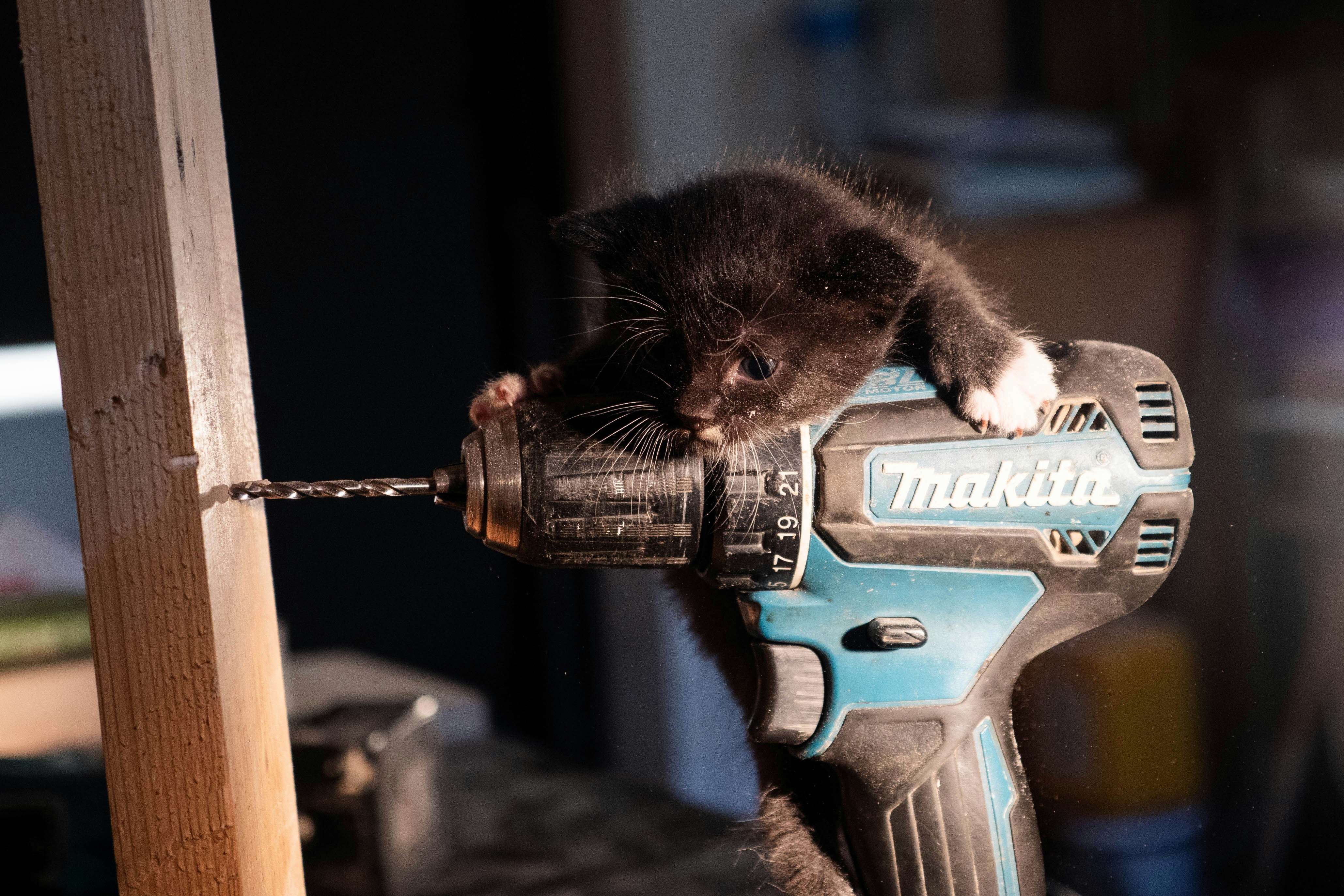 A small kitten sitting on top of a driller