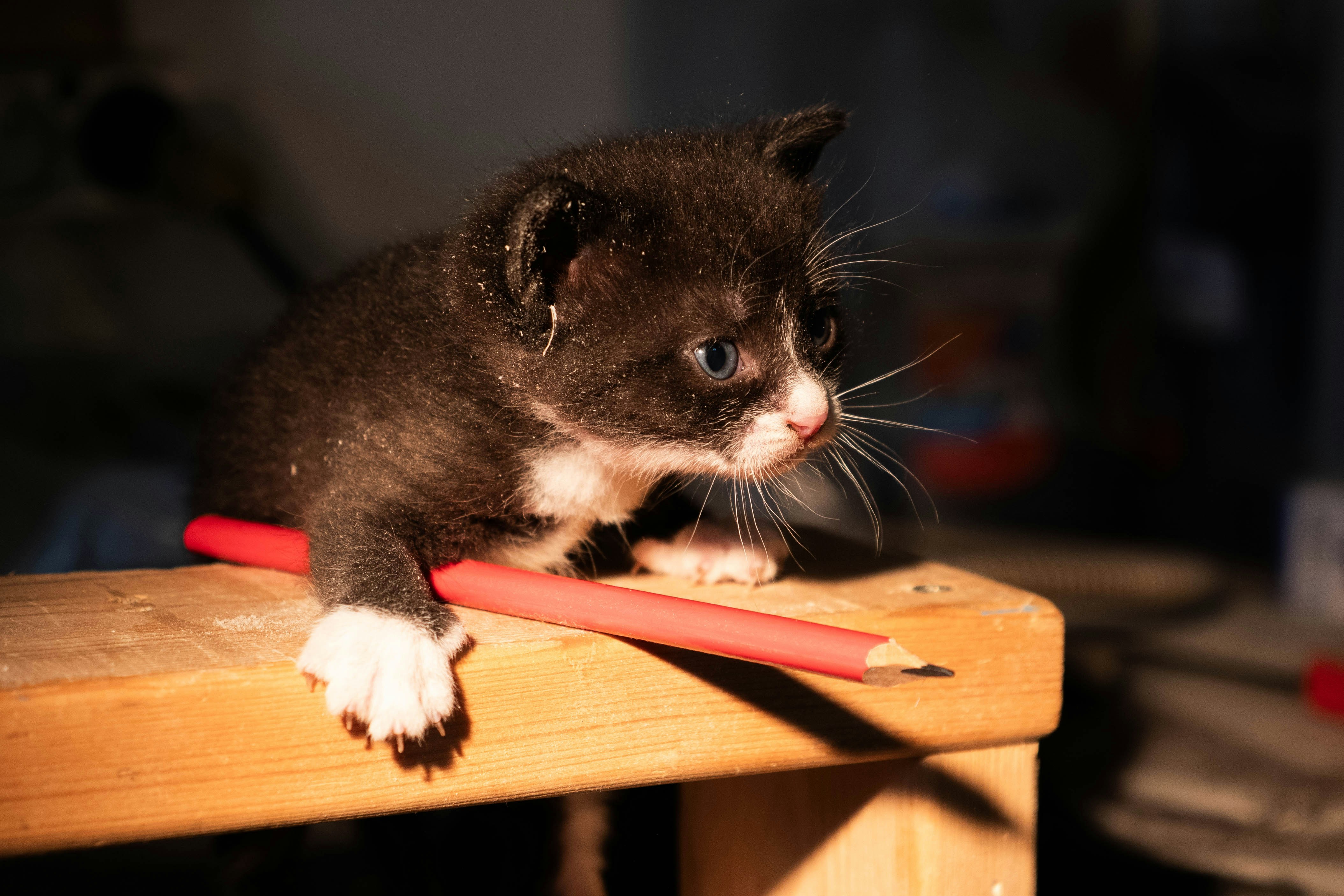 Дерев'яний декор