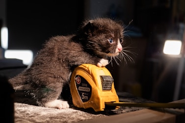 A kitten is playing with a toy on the floor