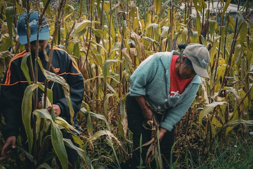 A couple of people that are in a field